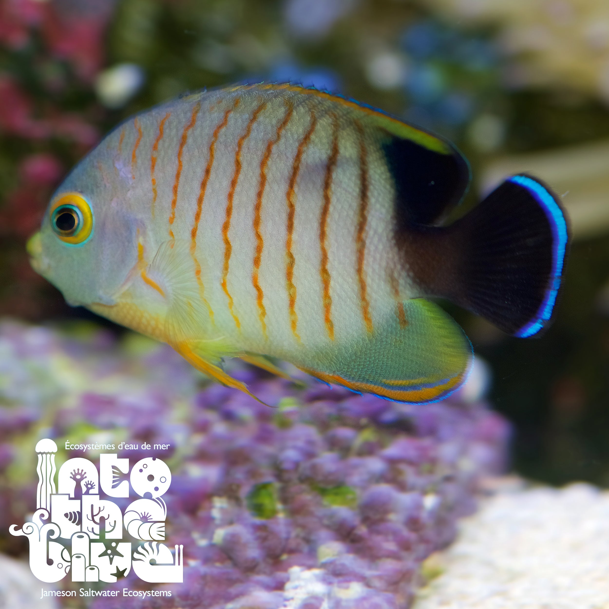 Eibli Angelfish