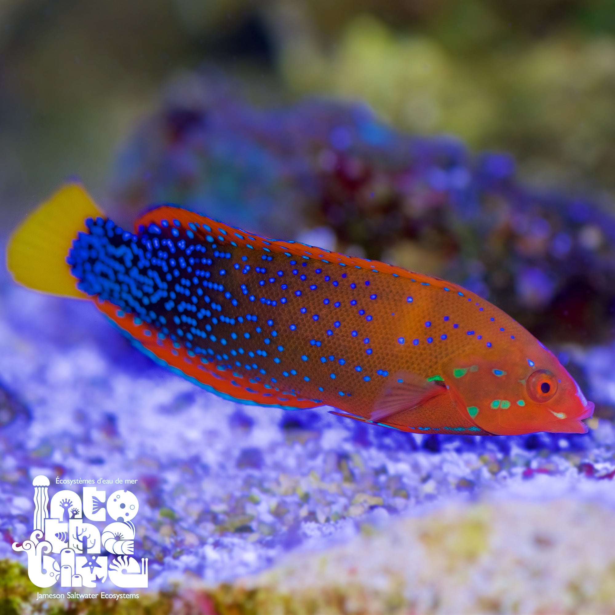 Red Coris Wrasse