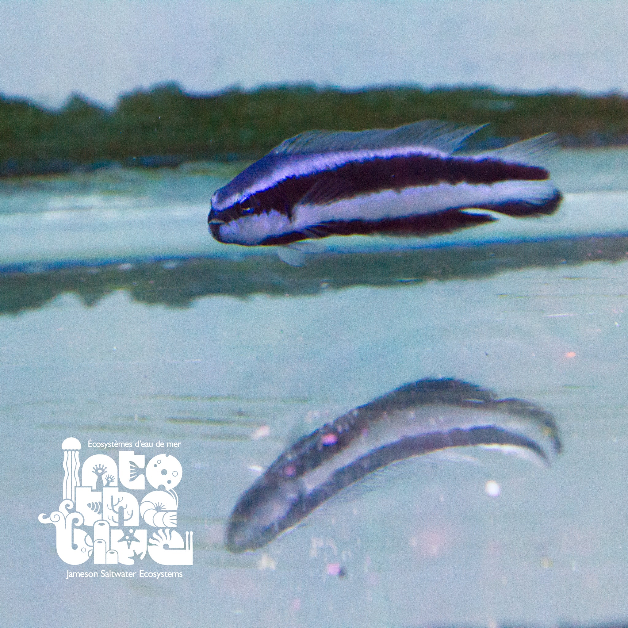 Electric Indigo Dottyback