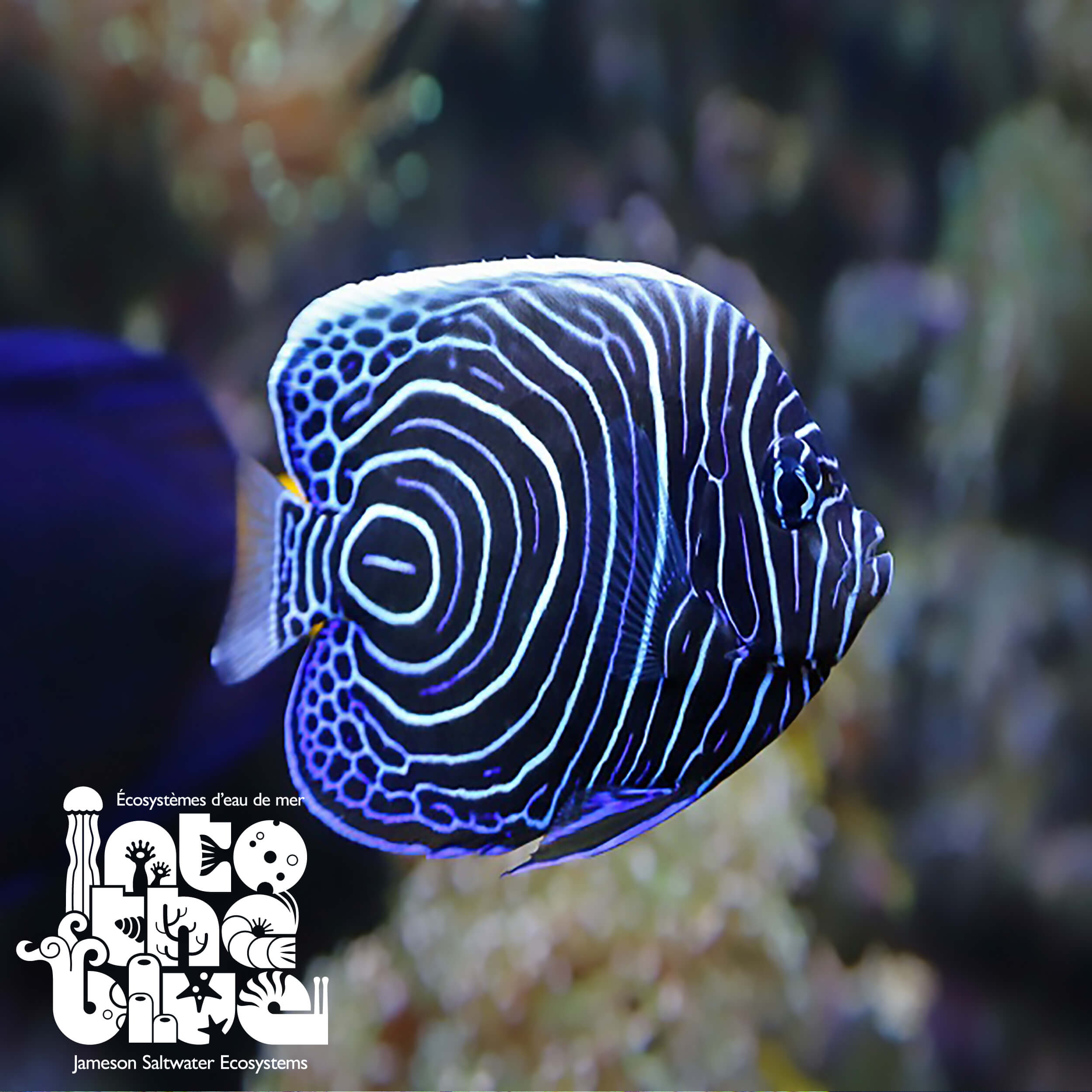 emperor blue hook fish Emperor Angelfish