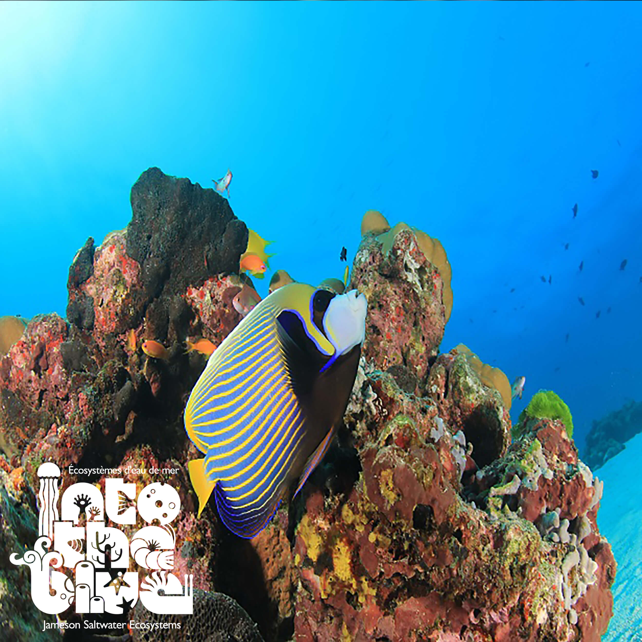 Emperor Angelfish