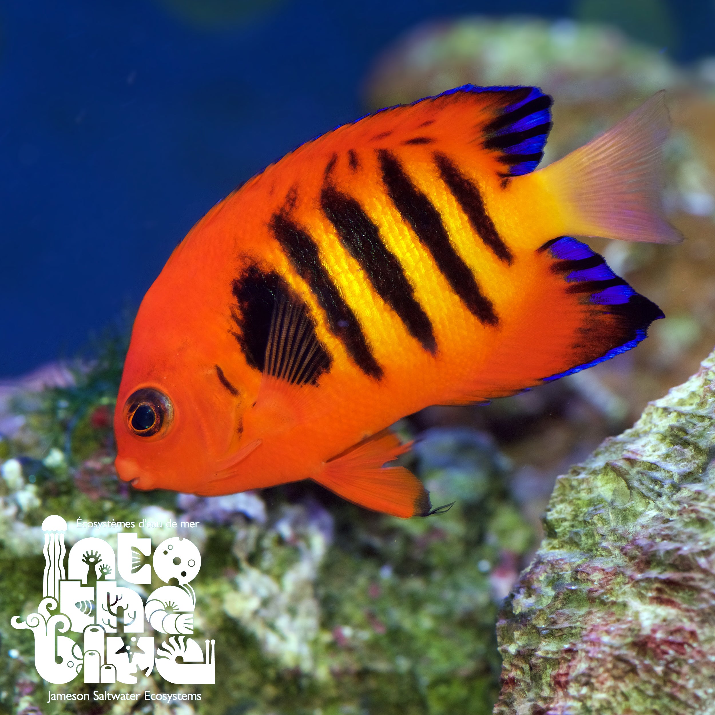 Flame Angelfish (Marshall Islands)