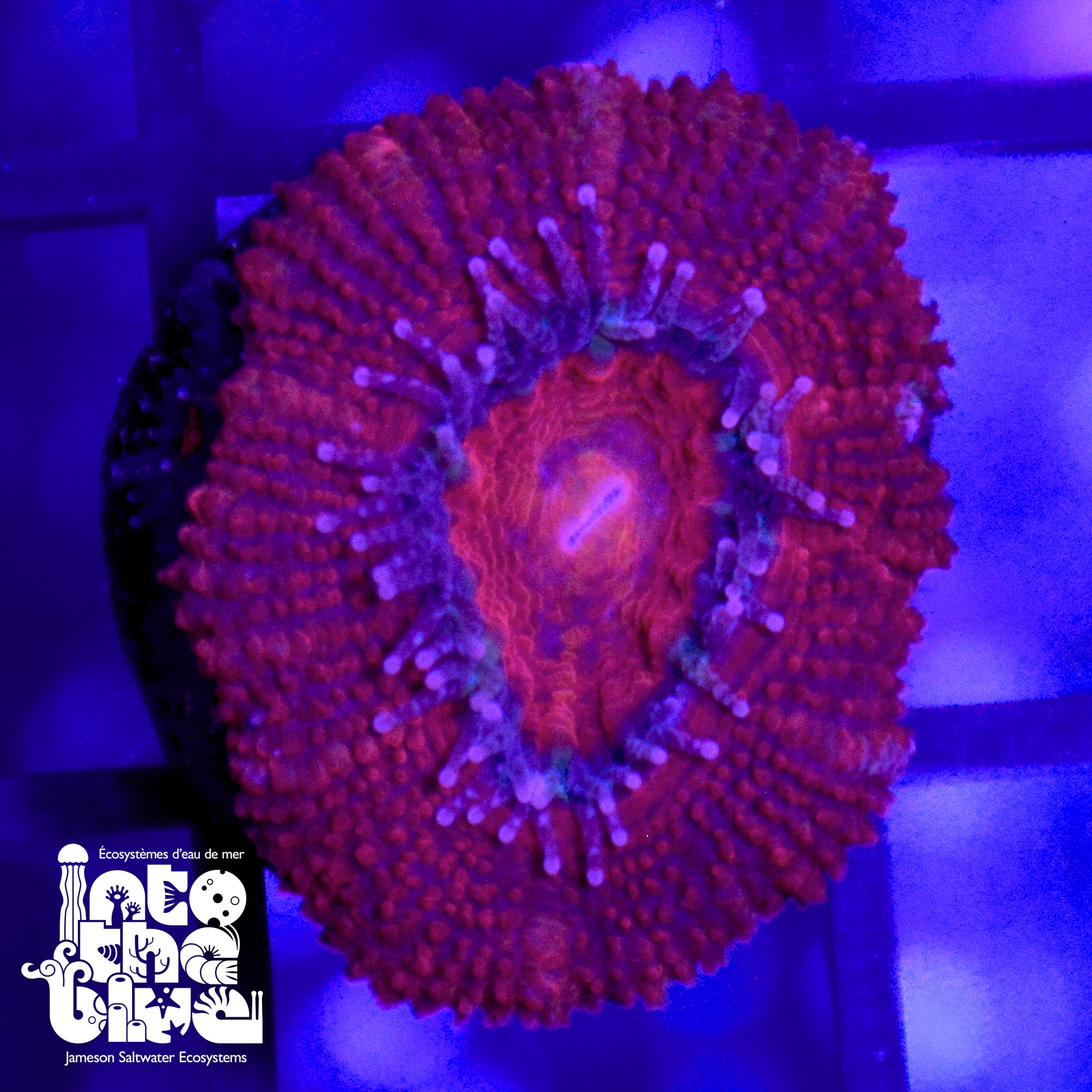 WYSIWYG - Red Aussie Acan