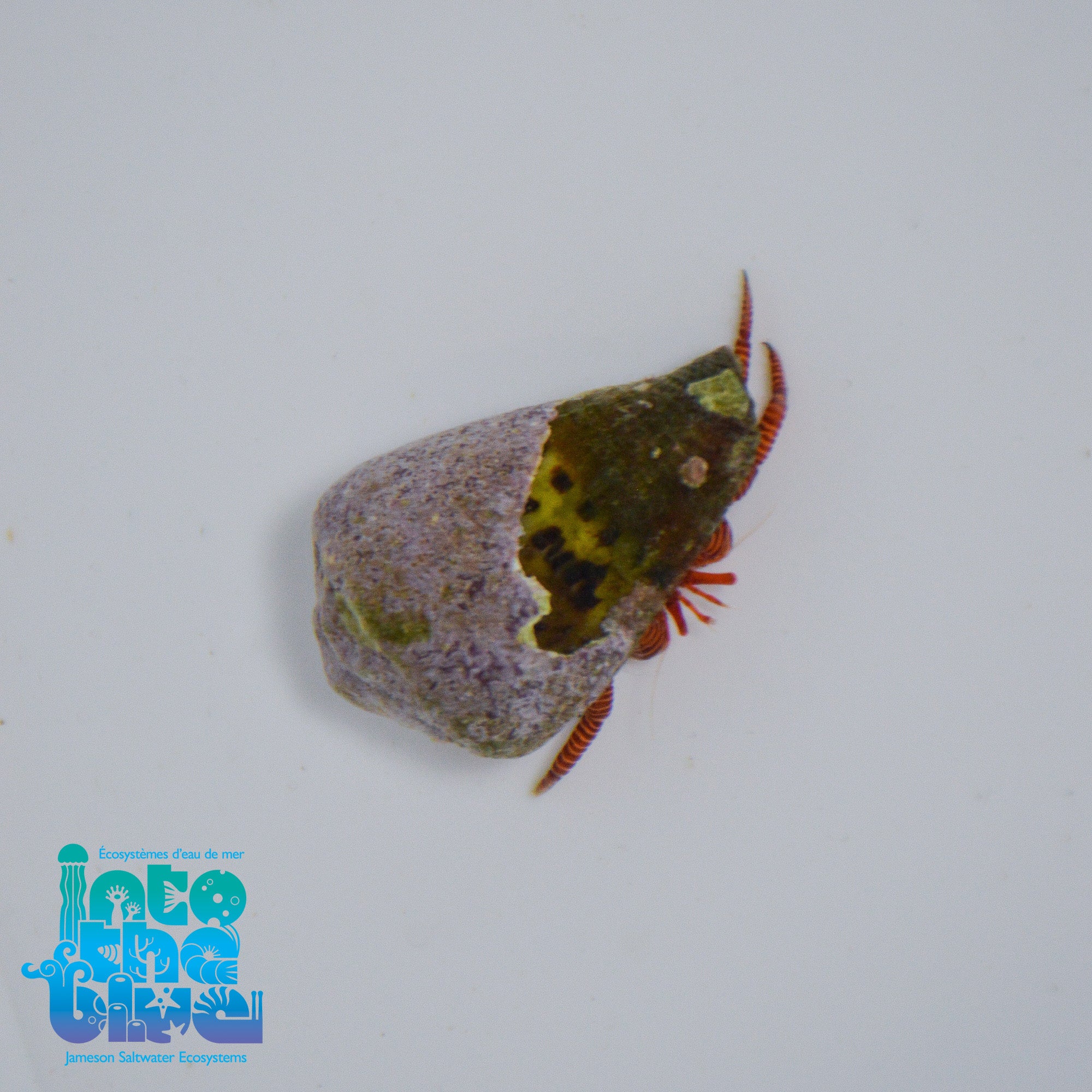 Halloween Hermit Crab