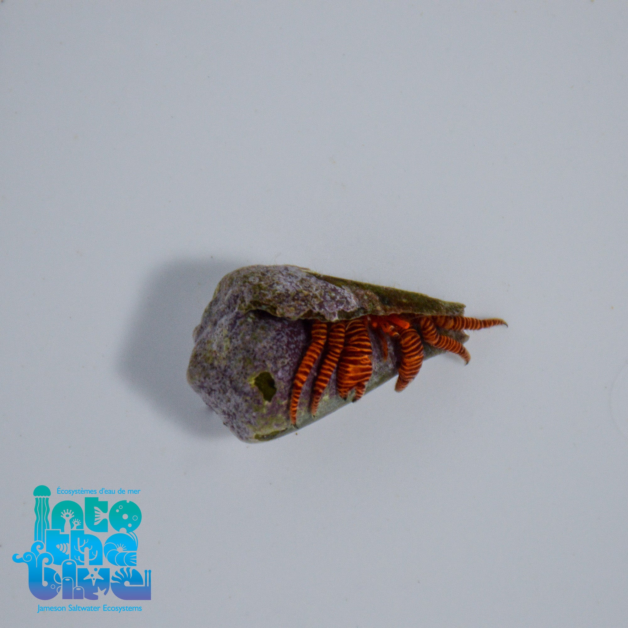 Halloween Hermit Crab