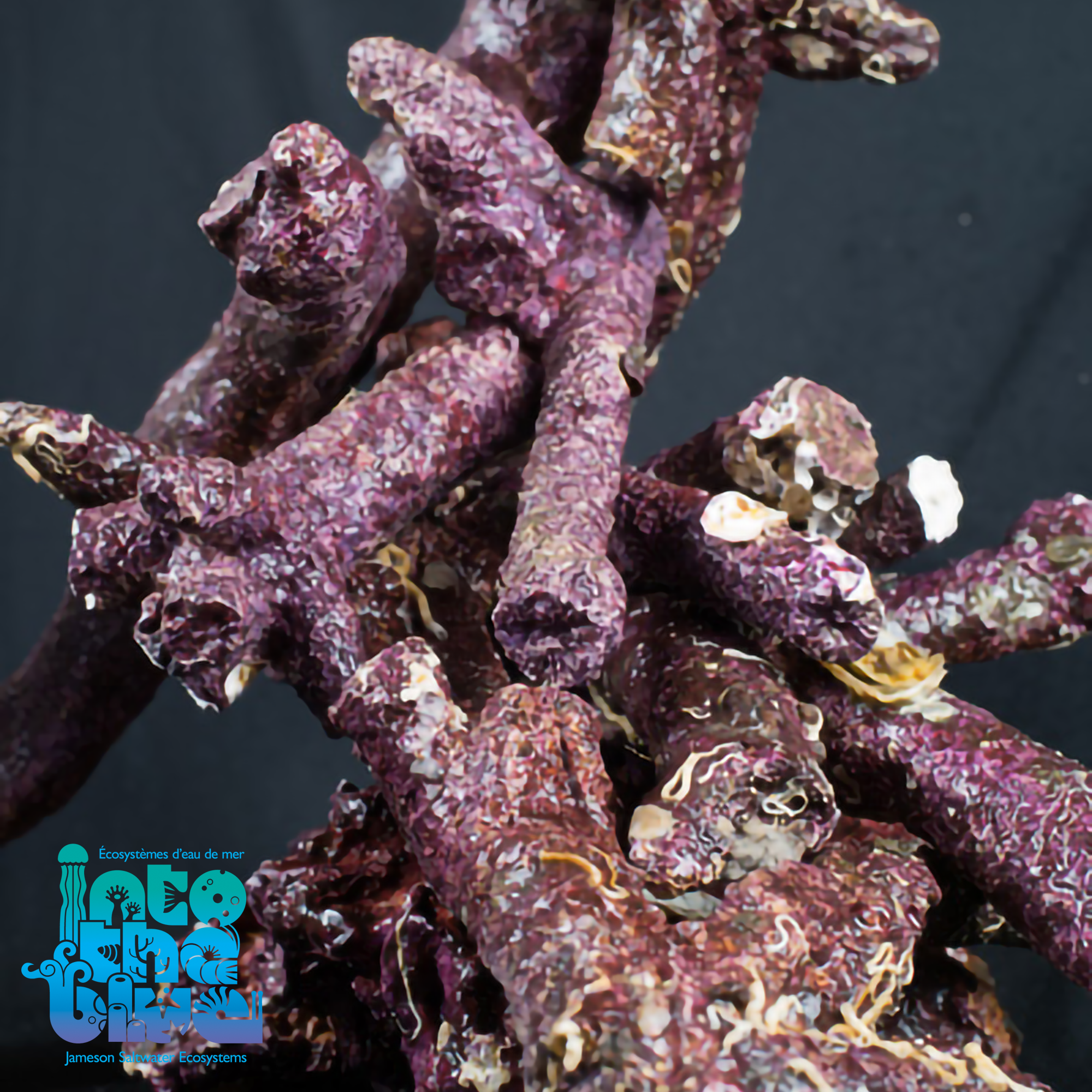 Real Reef - Rock | Branch
