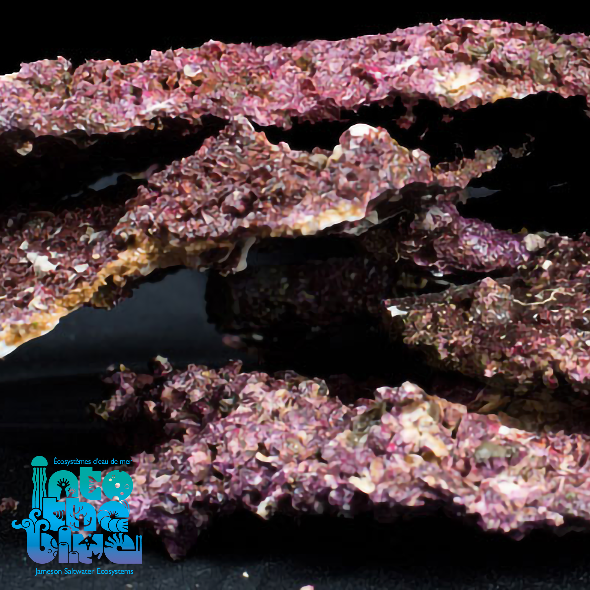 Real Reef - Rock | Shelf