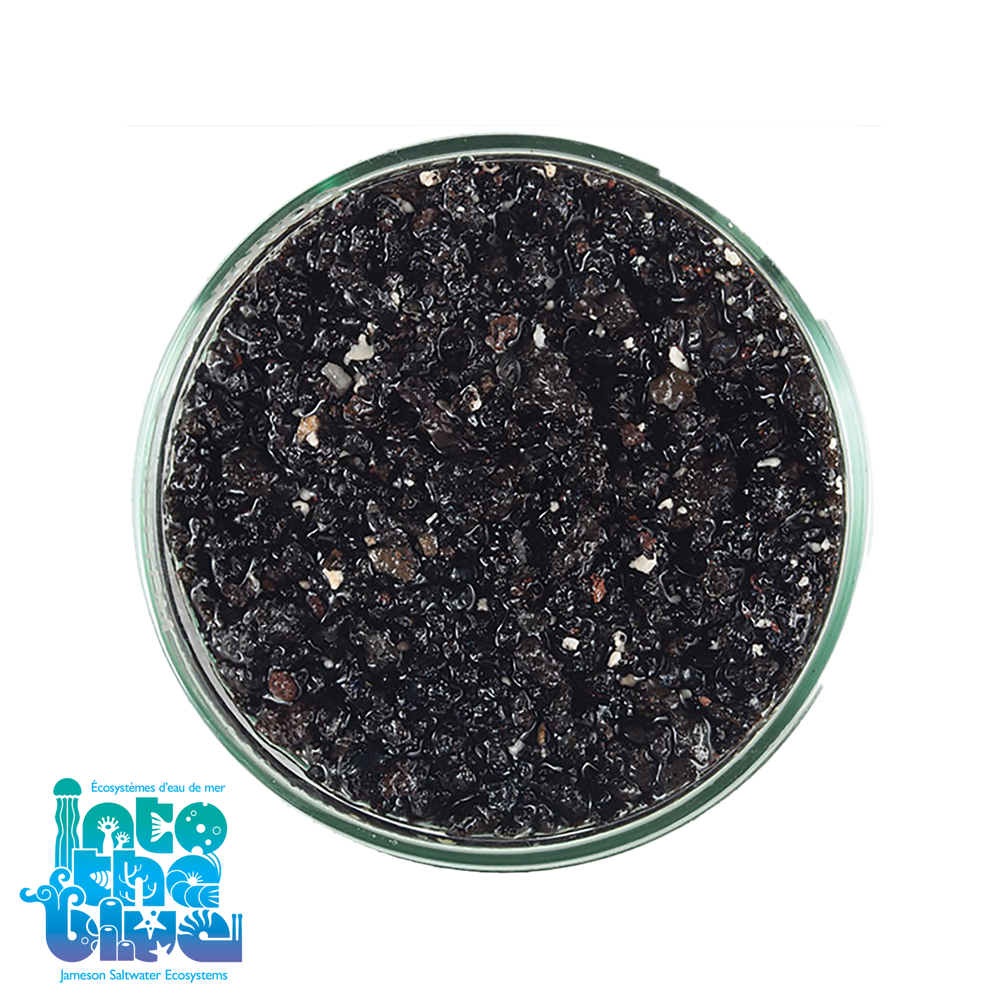 CaribSea - ARAG-ALIVE! | Reef Sand