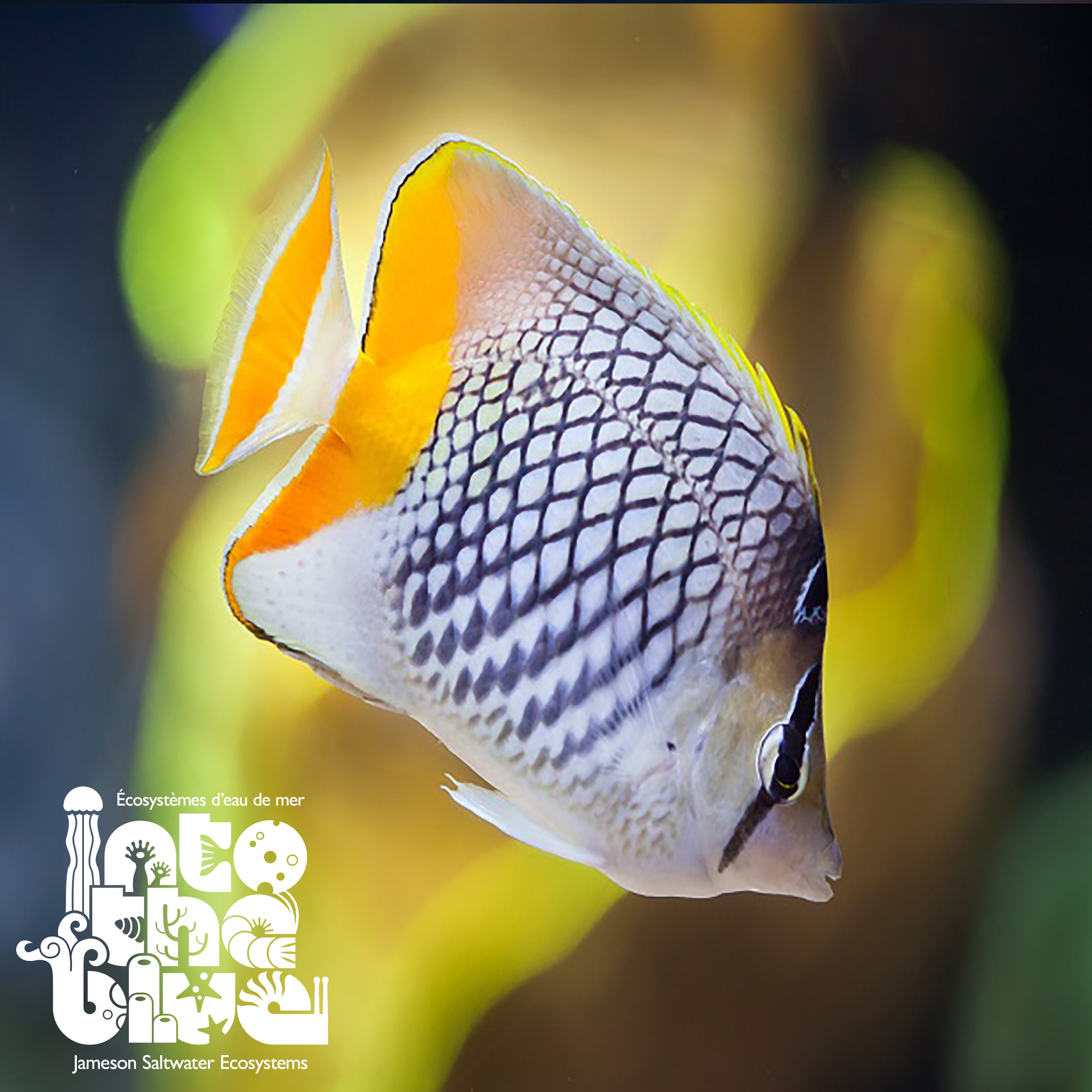 Pearlscale Butterfly