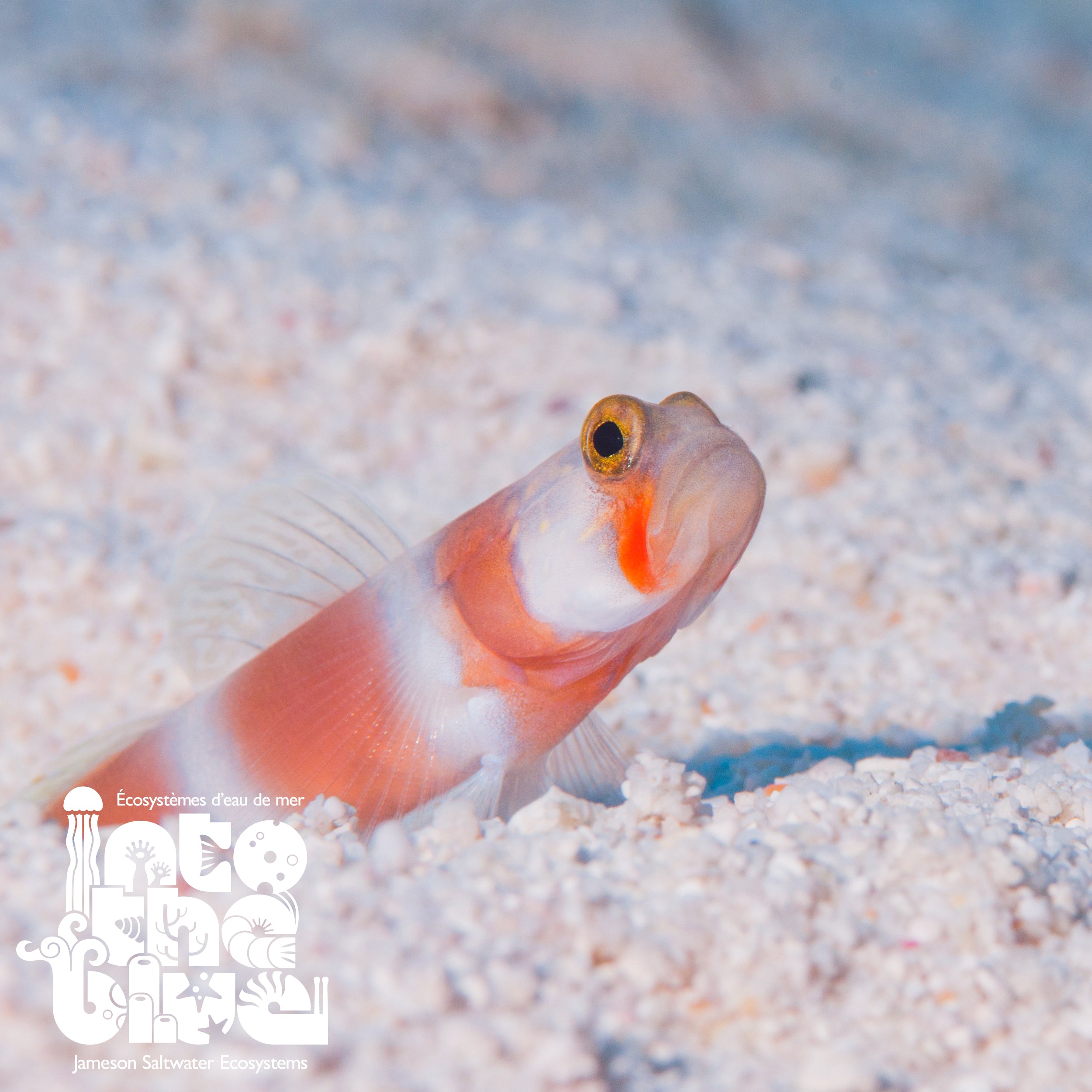 Aurora Pink Bar Shrimp Goby