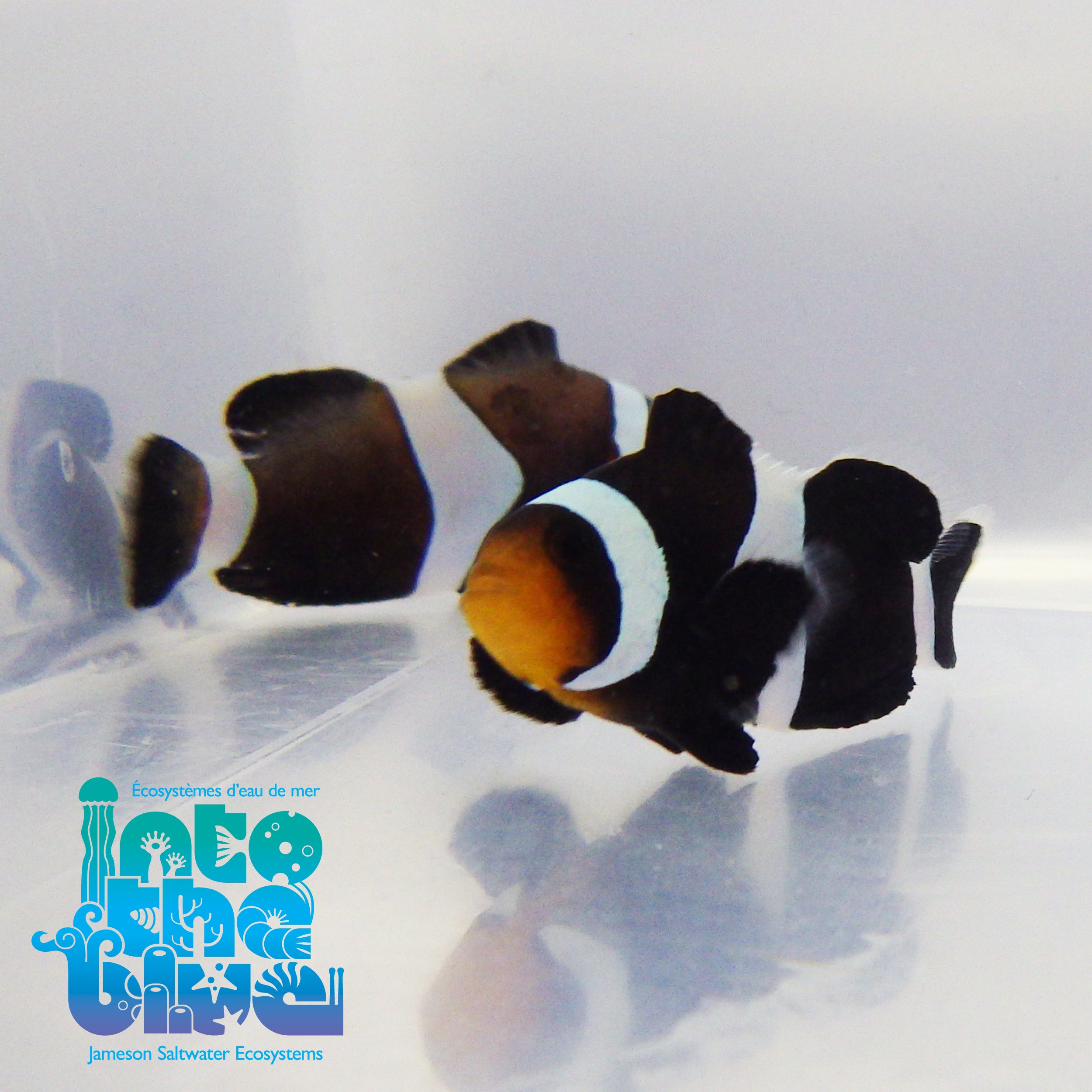 Into the blue- Black Darwin Oscellaris Clownfish