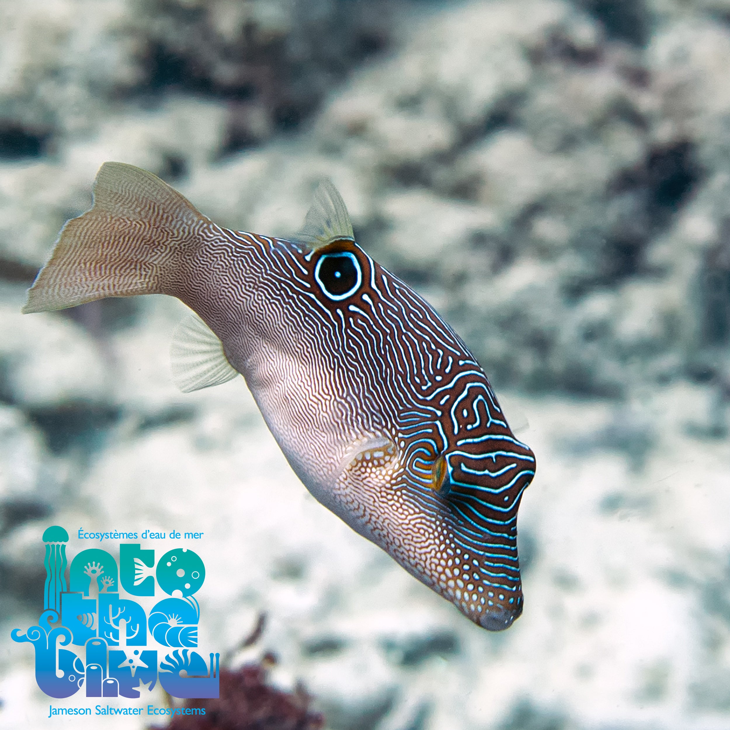 Blue Spotted Toby Puffer