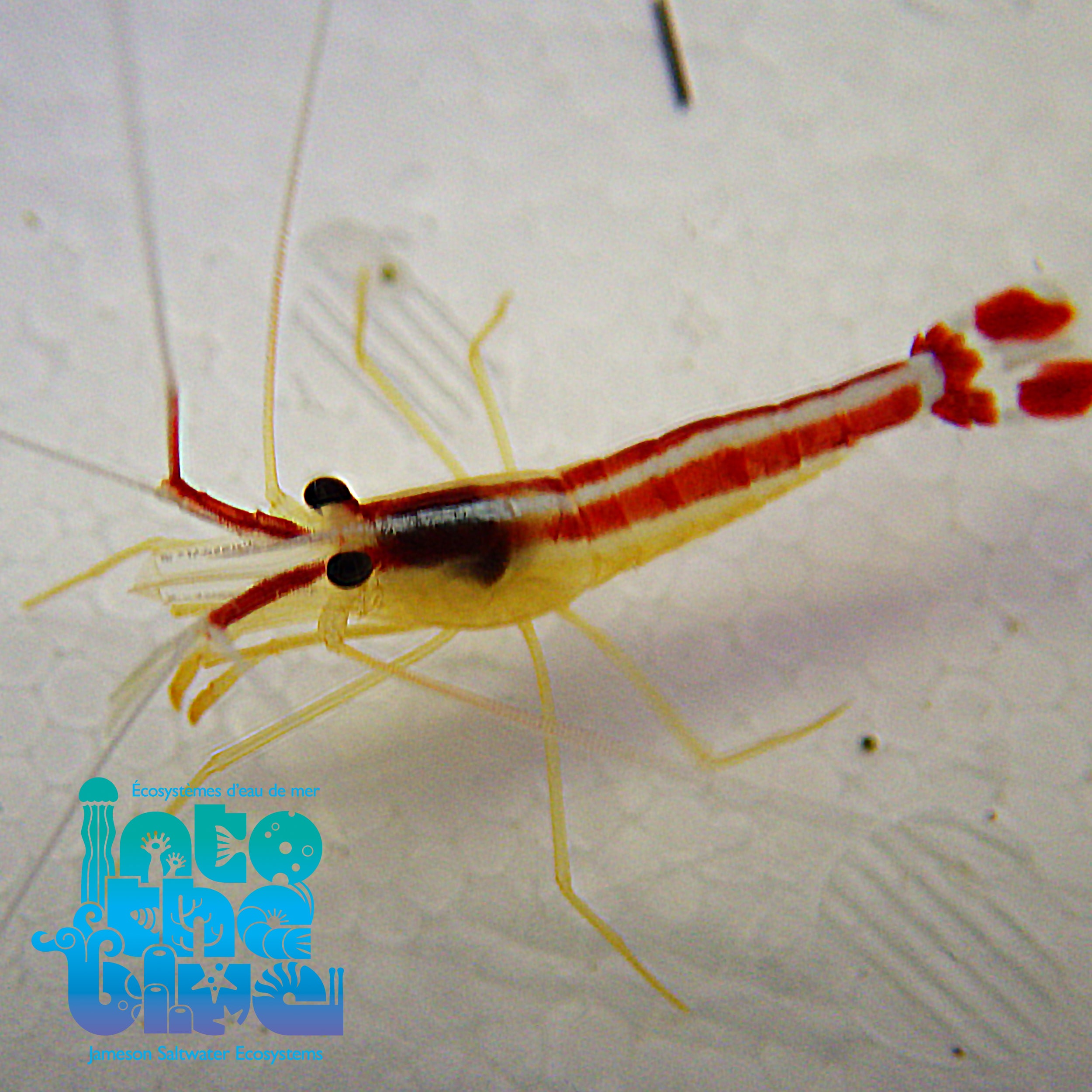 Cleaner Shrimp