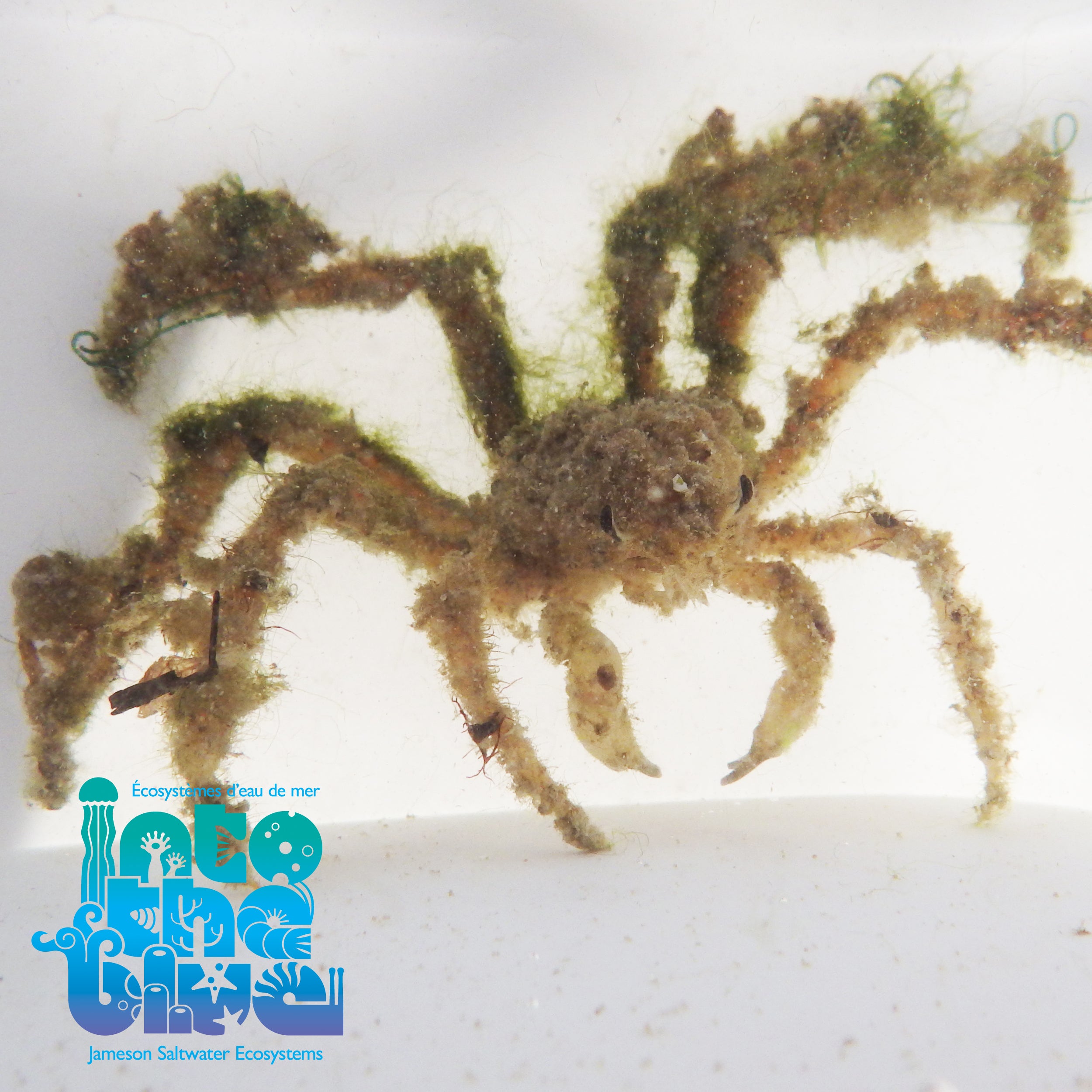 Into The Blue - Decorator Crab