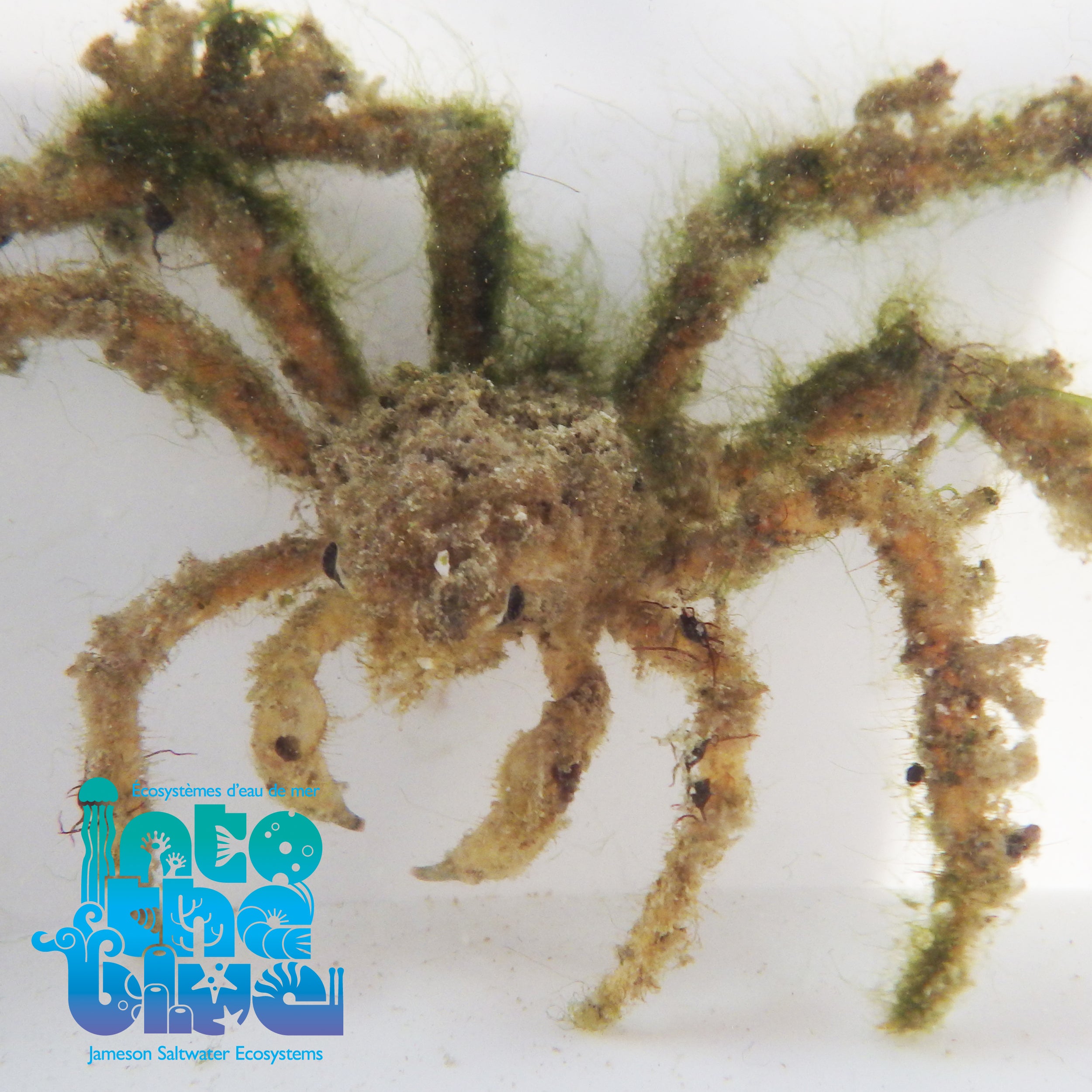 Into The Blue - Decorator Crab