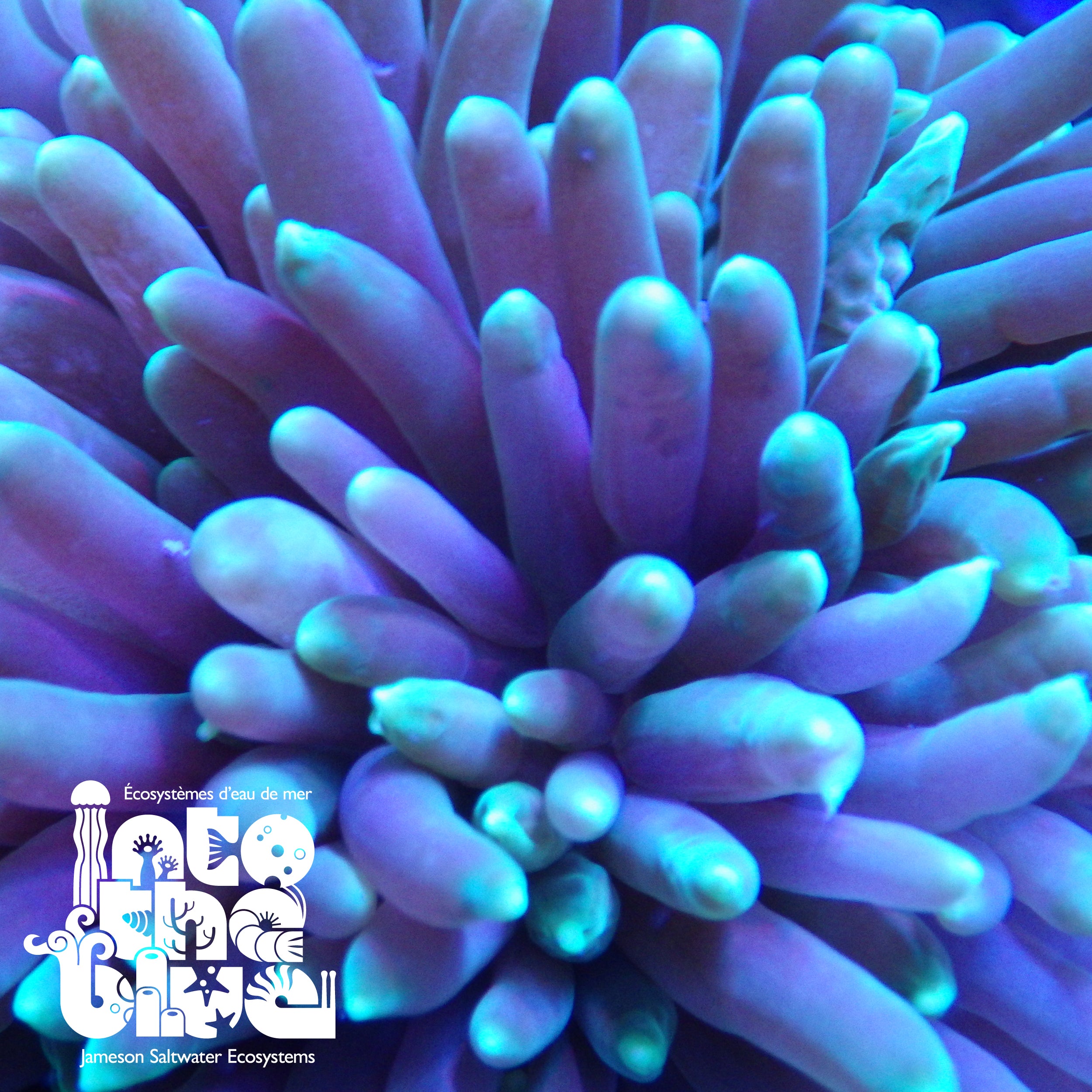 Long Tentacle Anemone