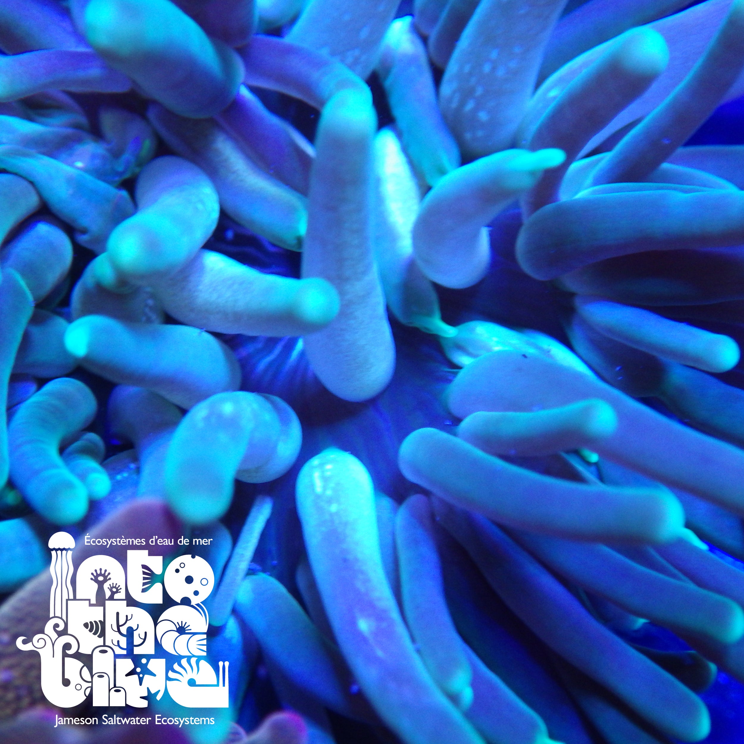 Long Tentacle Anemone