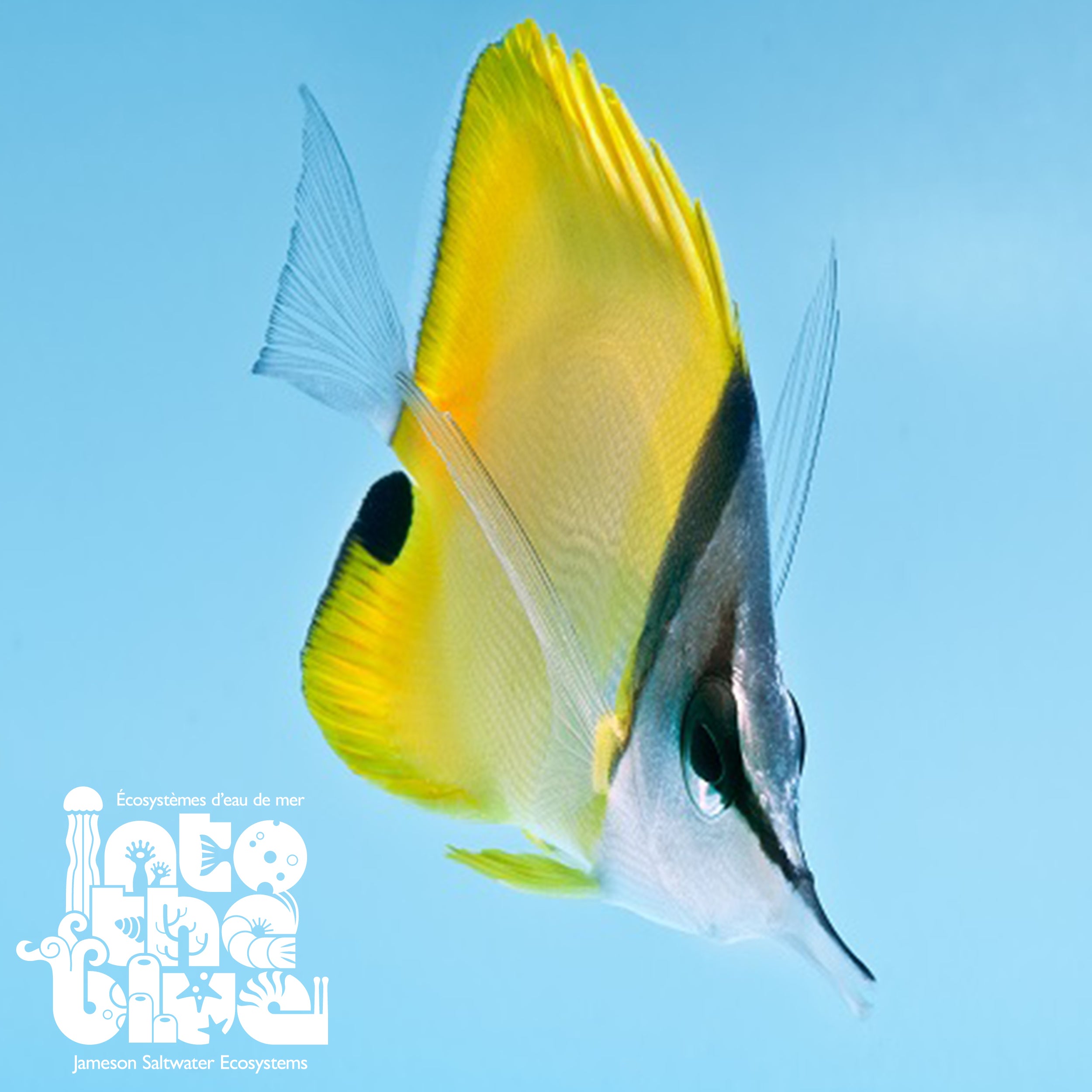 Yellow Longnose Butterflyfish