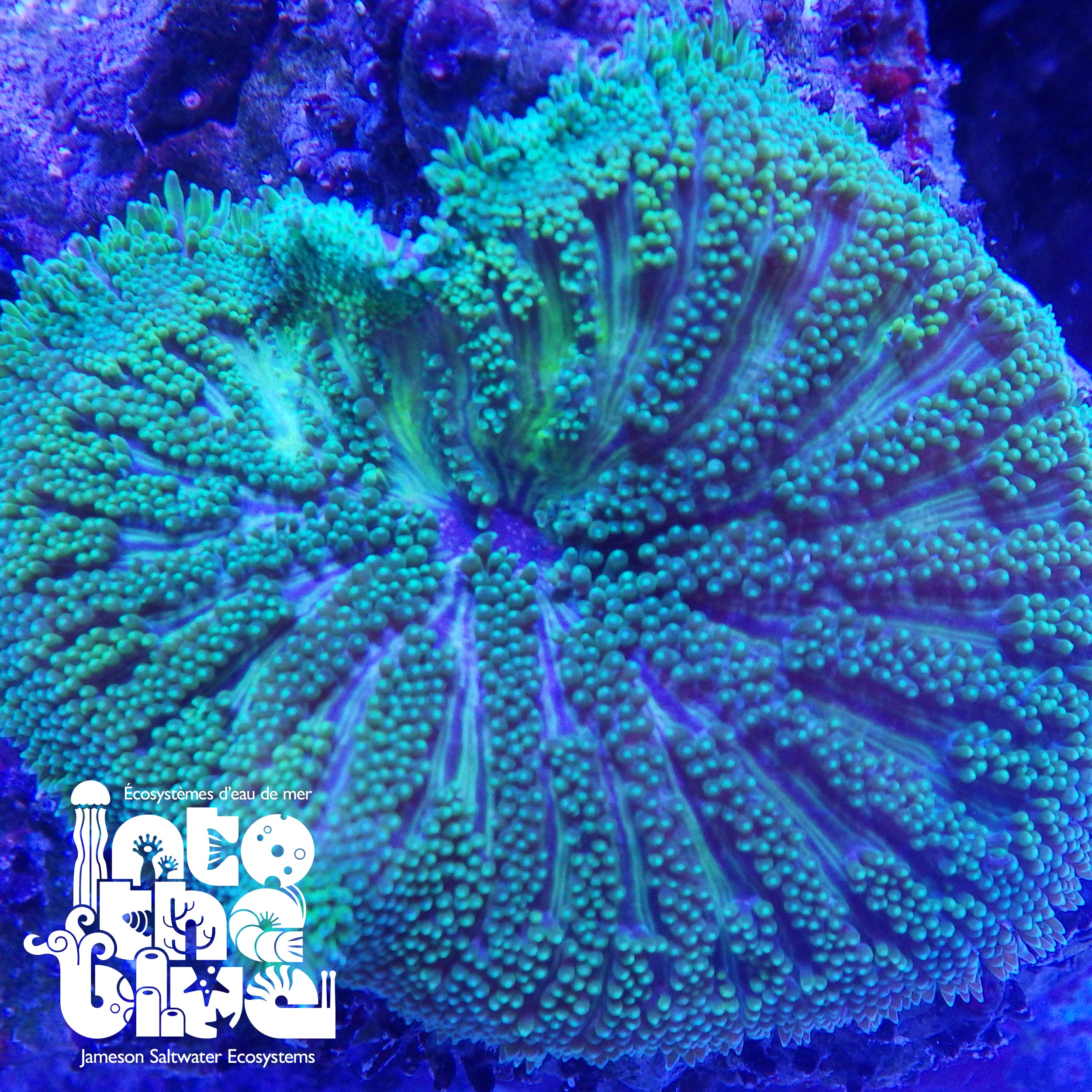 Into the Blue - Maxi Mini Carpet Anemone