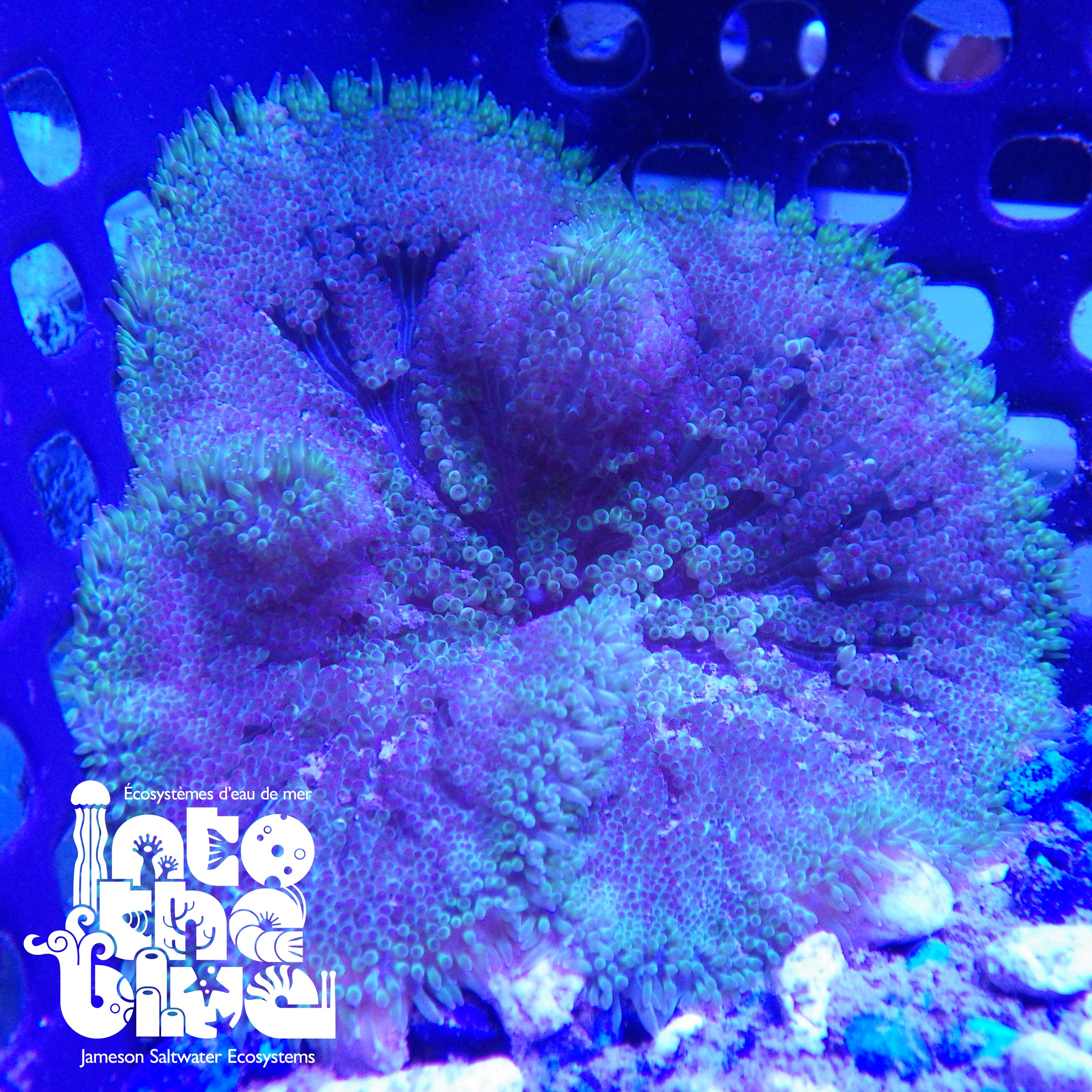 Into the Blue - Maxi Mini Carpet Anemone