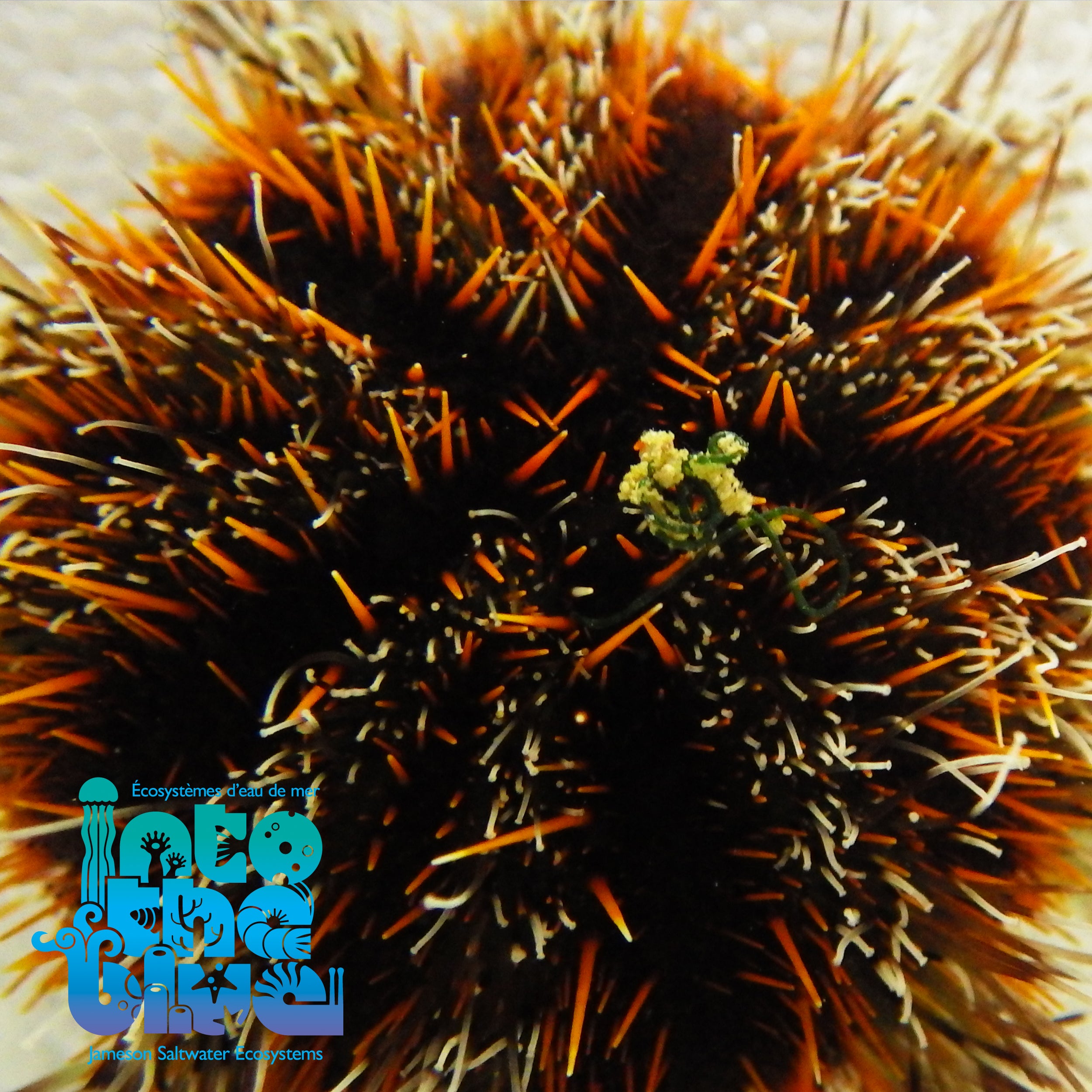Into the Blue - Multicolor Urchin