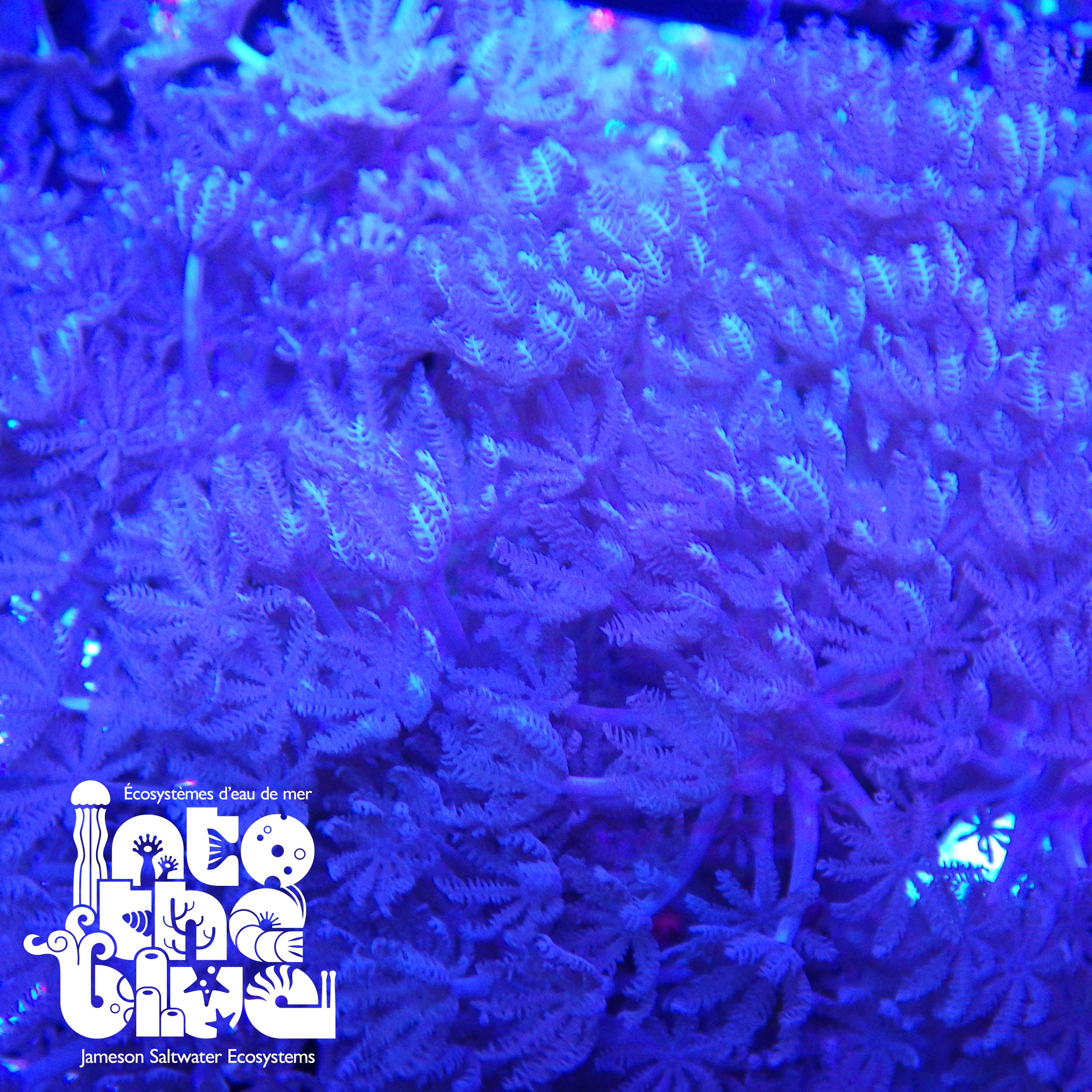 Into the blue- Pulsing Hand Xenia