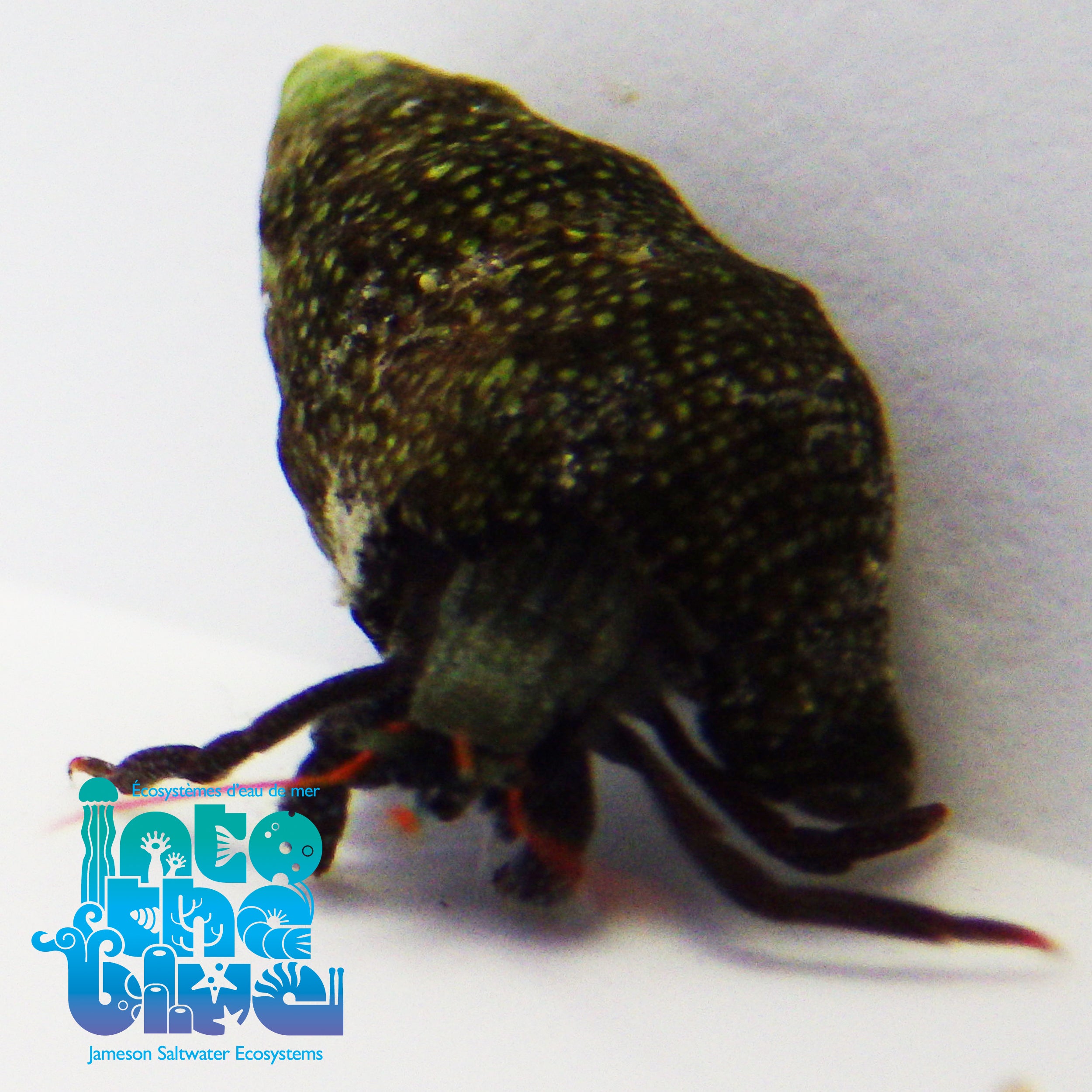 Into The Blue - Red Legged Hermit Crab