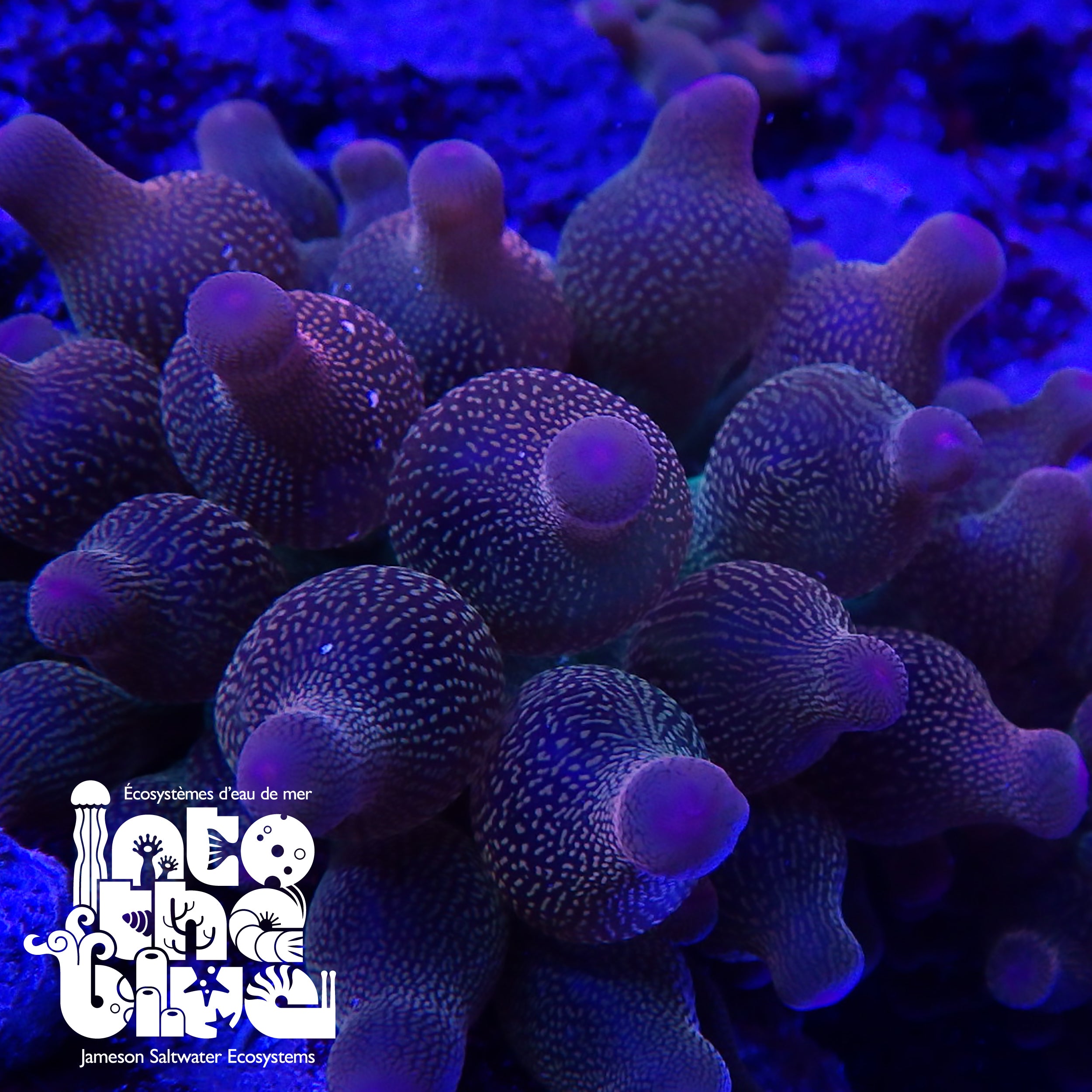 Into the blue- Rose Bubble Tip Anemone
