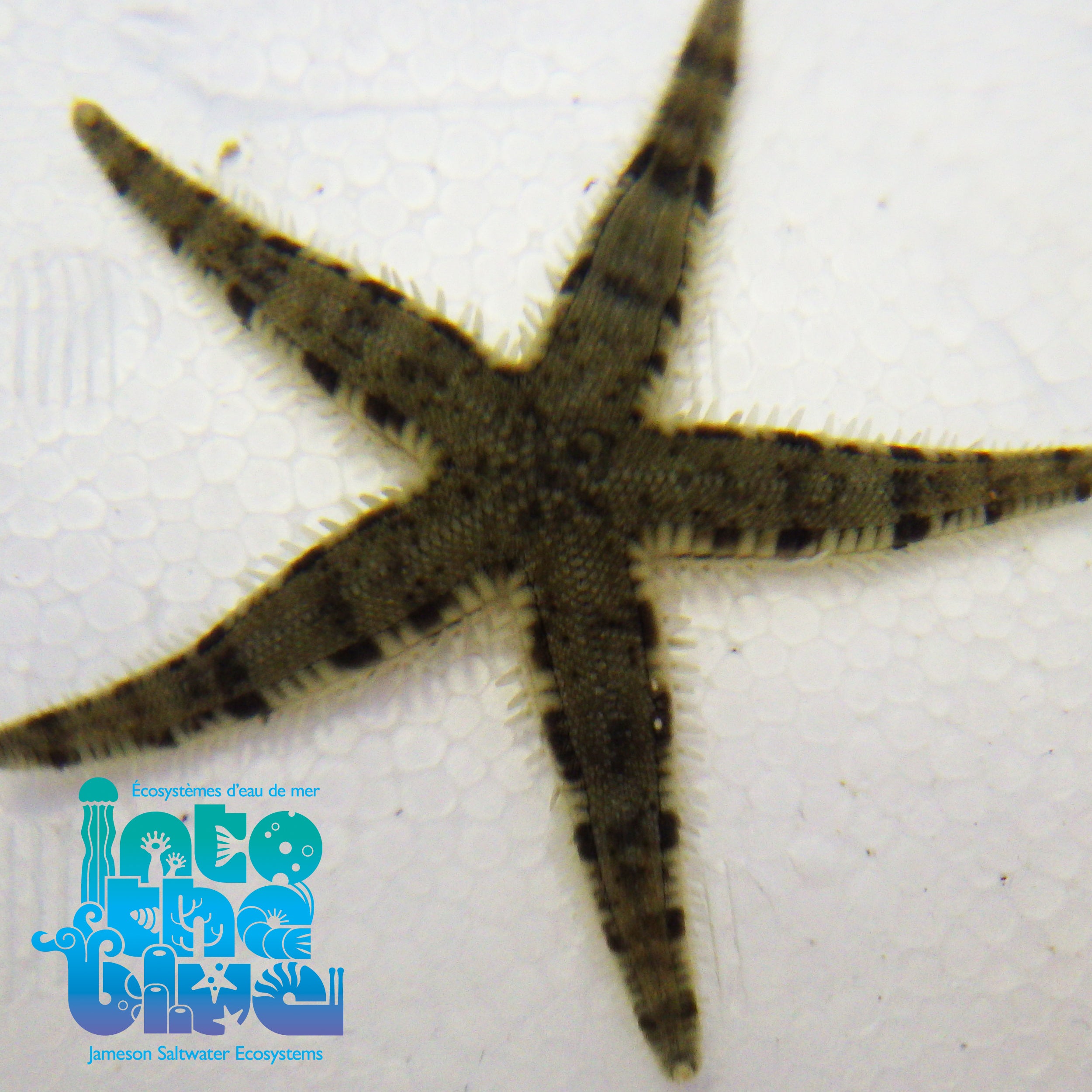 Invert Package 4 (150-300 Gallon Aquarium)