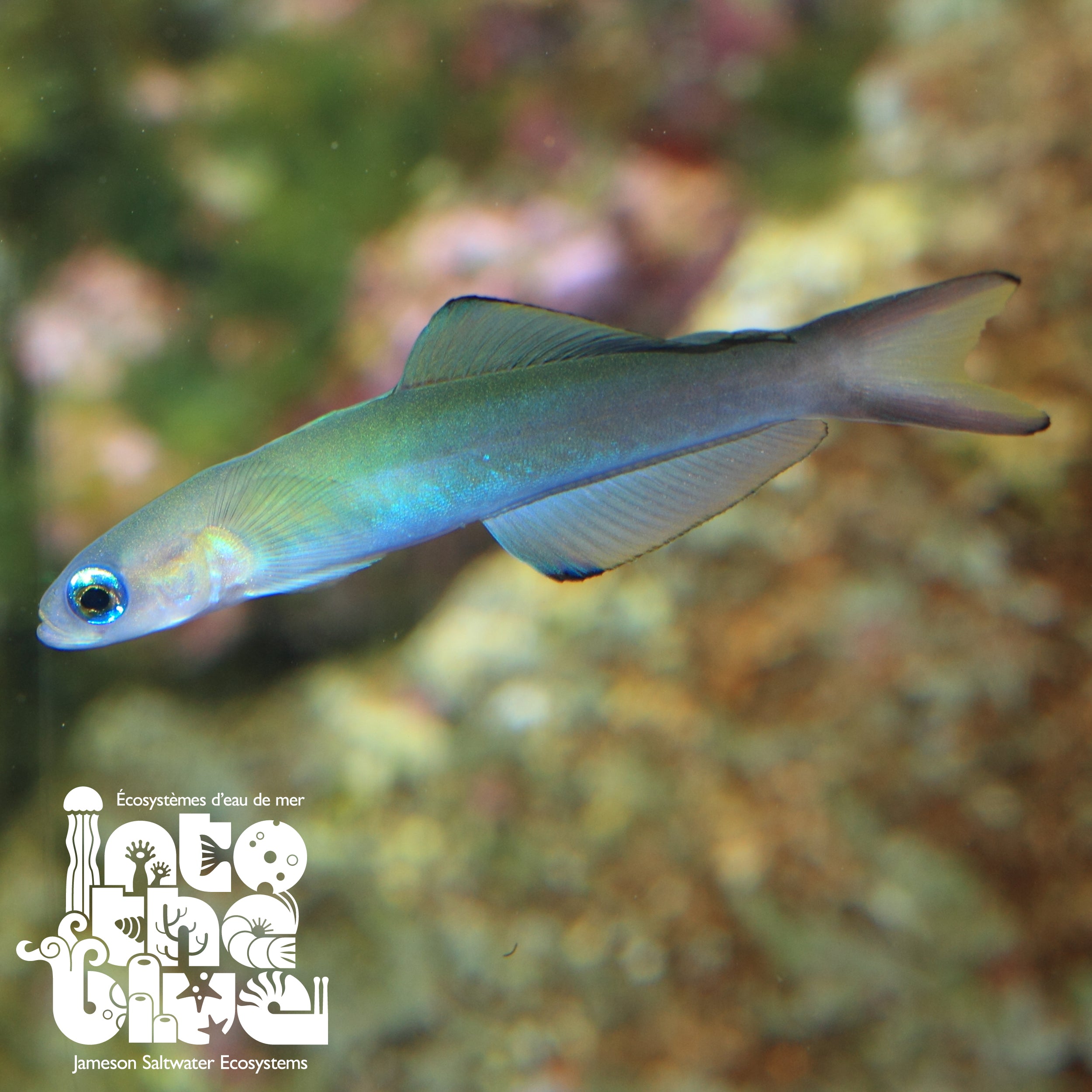 Scissortail Dartfish | Goby