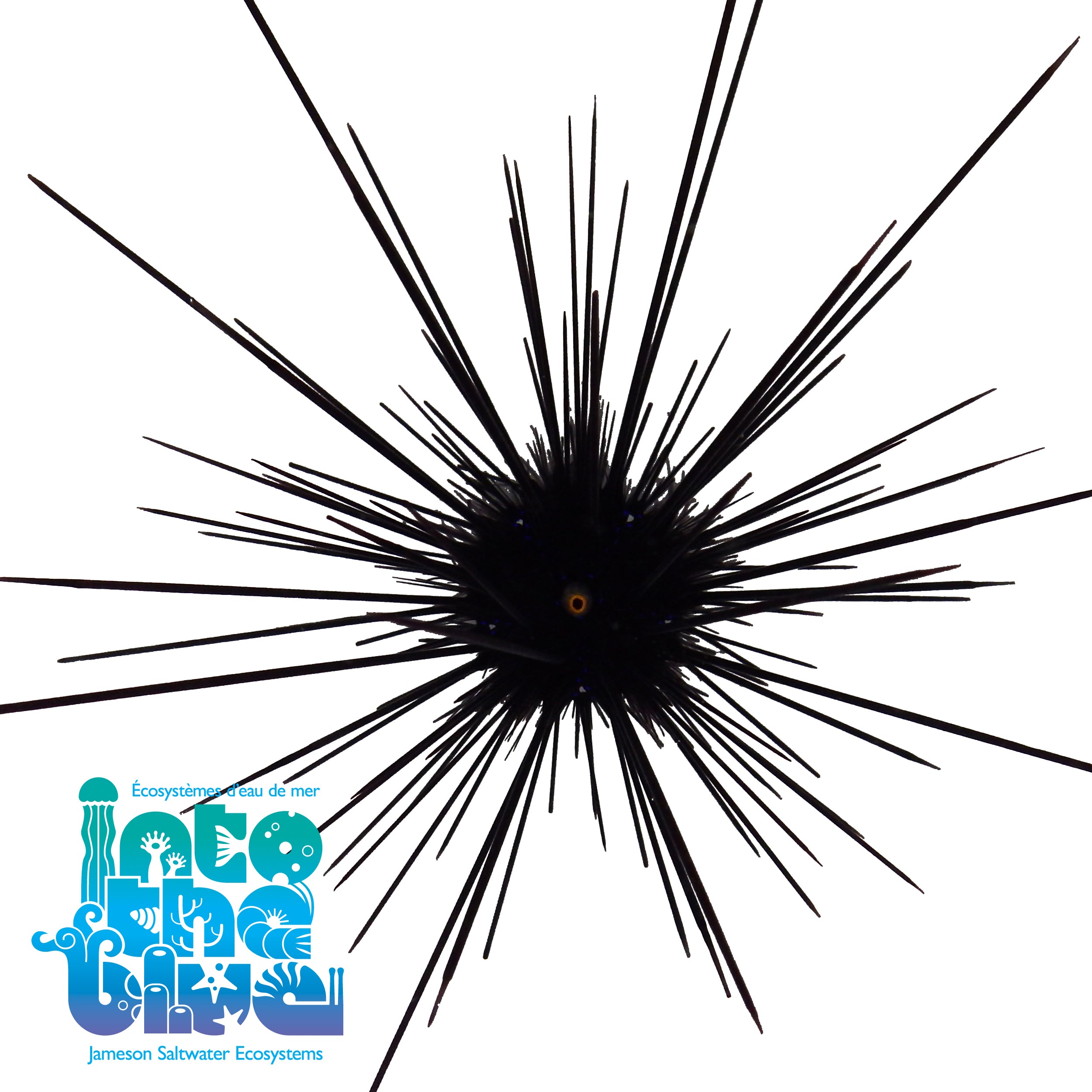 Long Spine Urchin