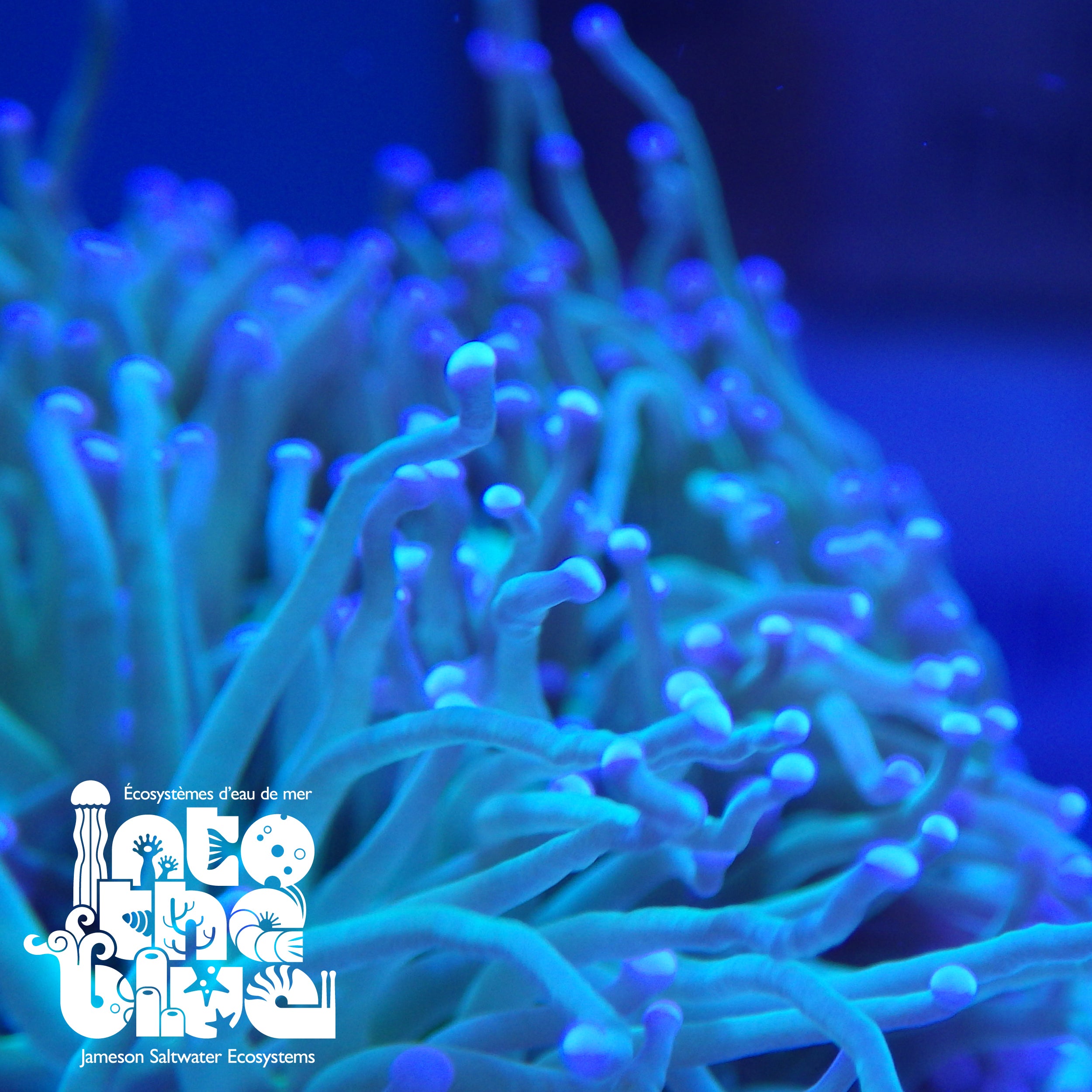 Into the blue- Torch Coral