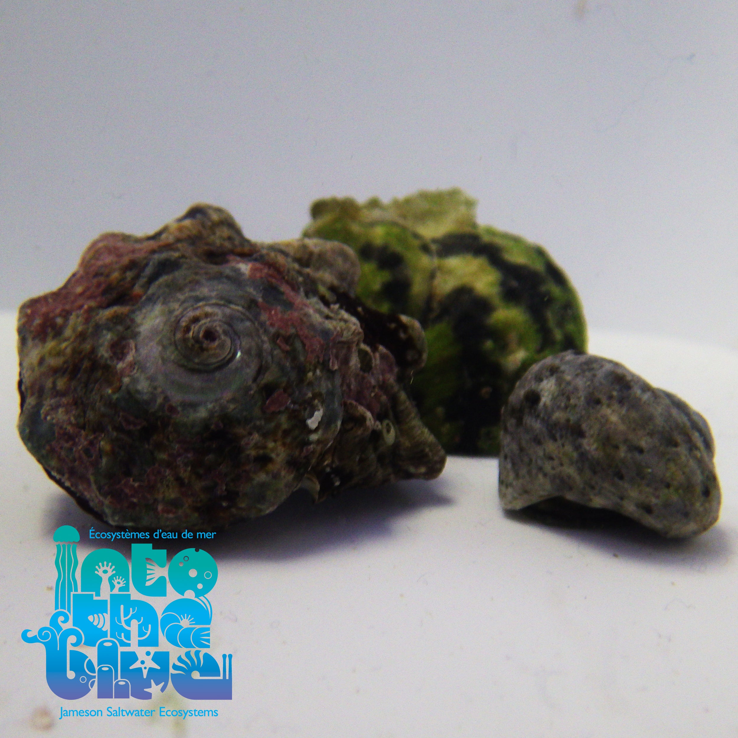 Into The Blue - Turbo Snails