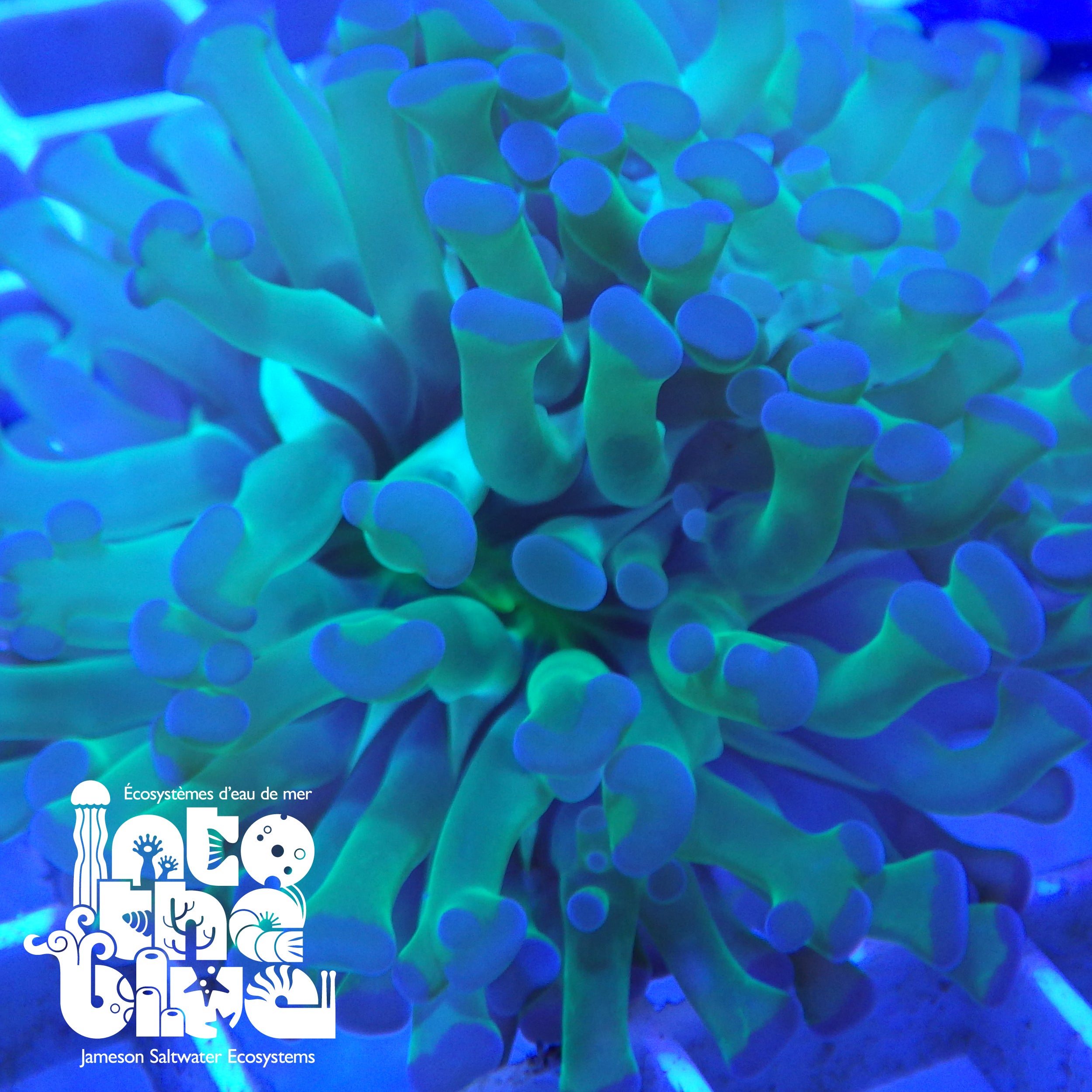 Into the blue- Hammer Coral