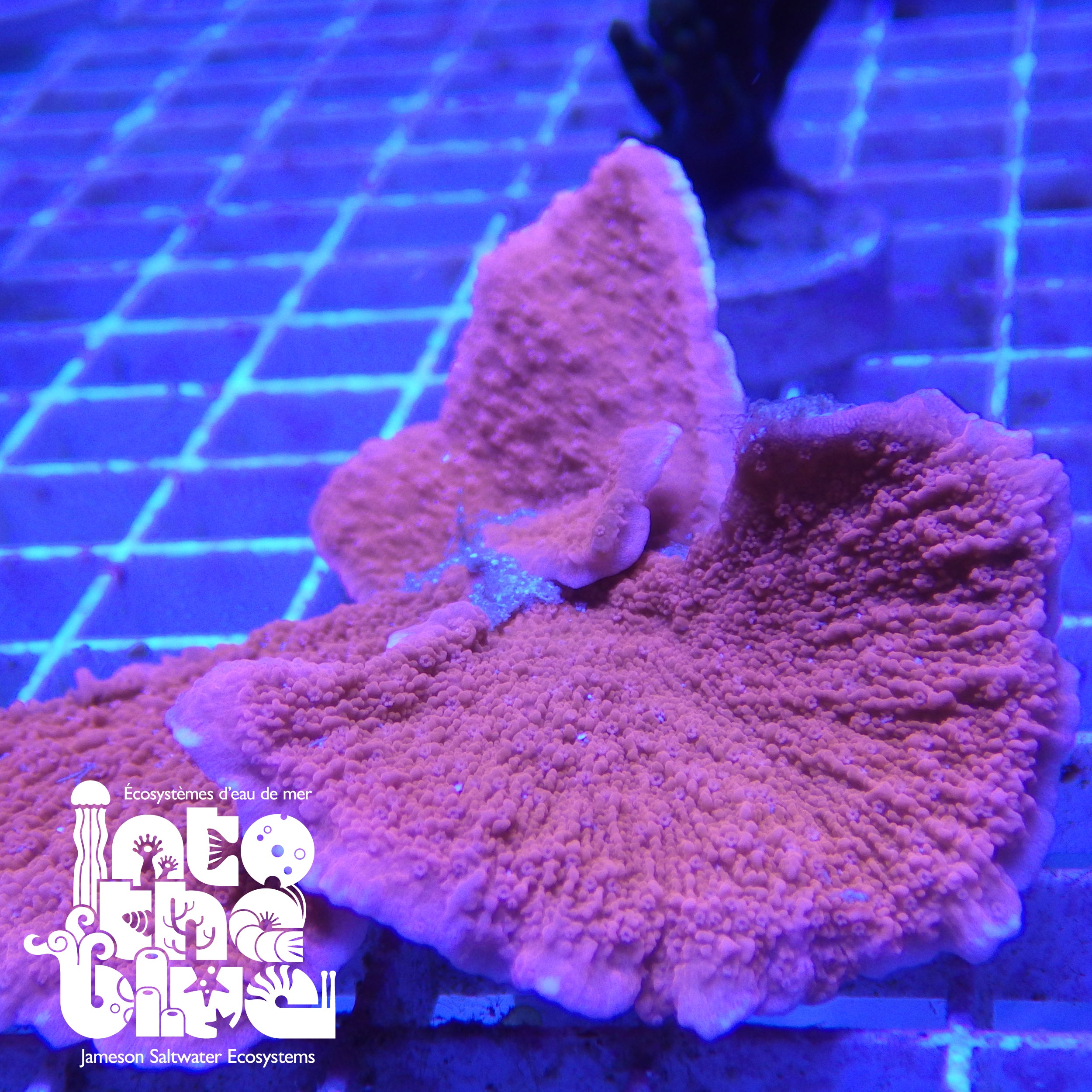 Into the blue- Orange Montipora