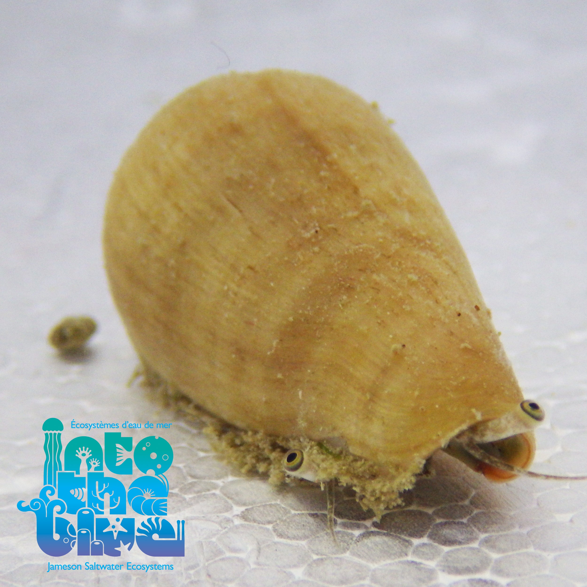 Into The Blue -Strawberry Conch