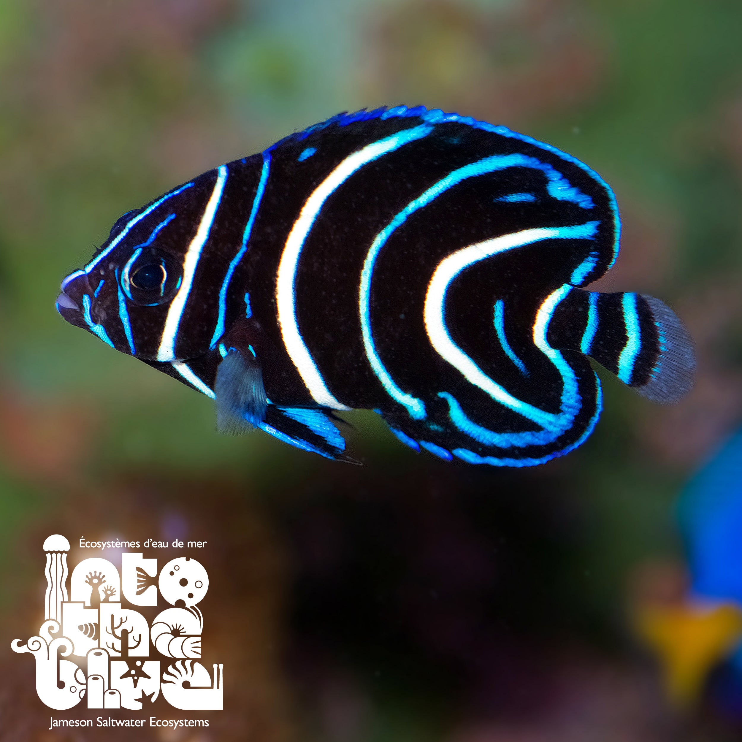 Koran Angelfish