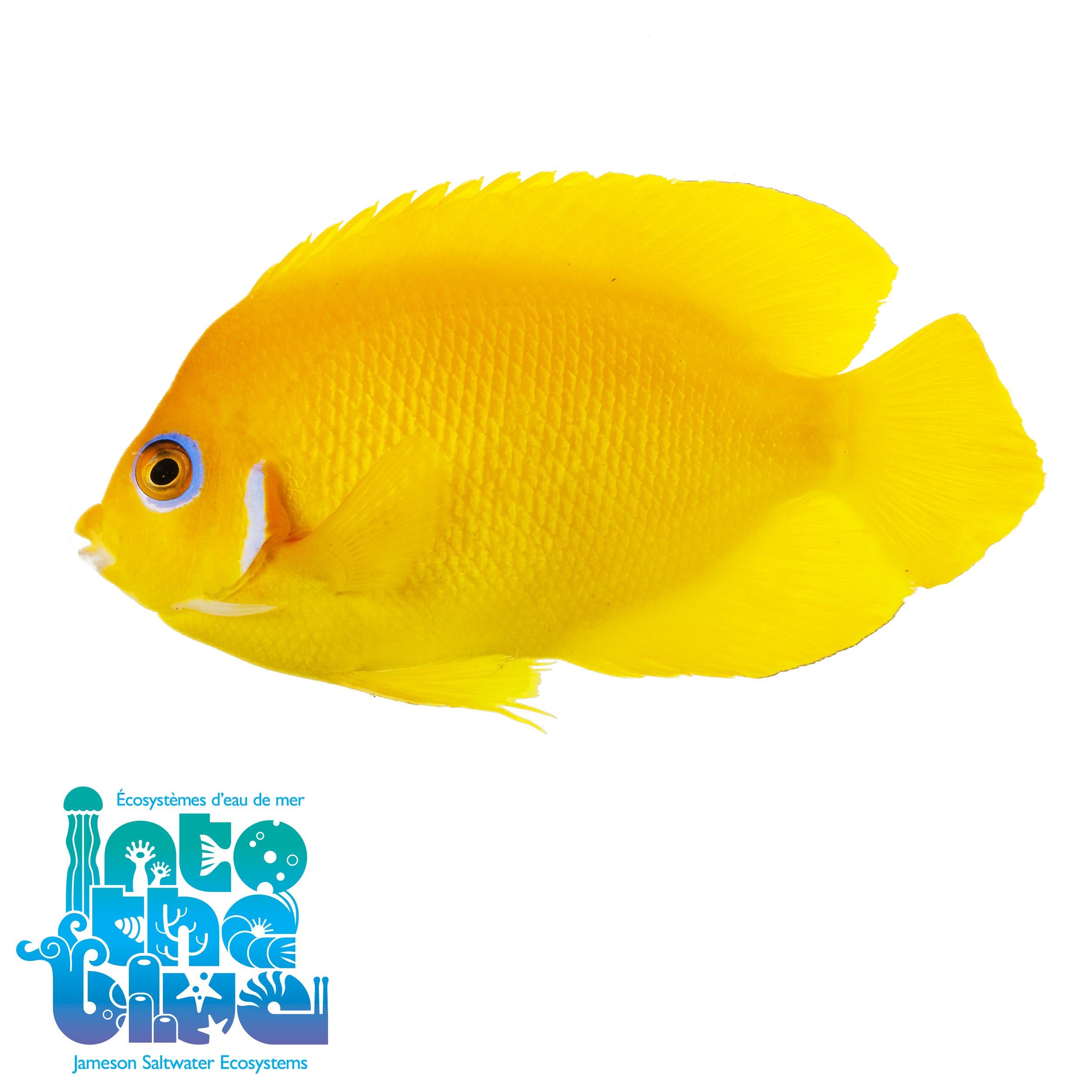 Lemonpeel Angelfish