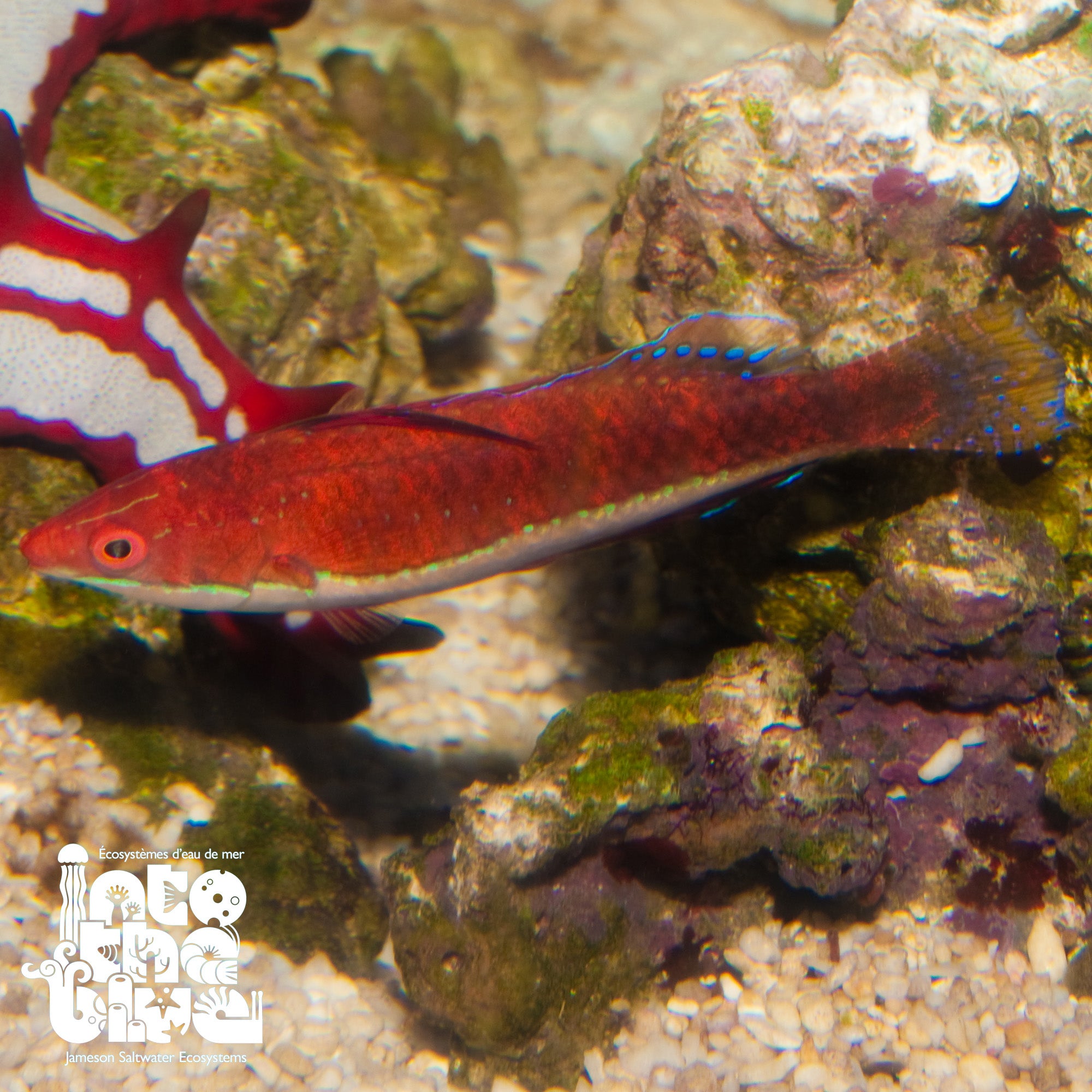 Longfin Fairy Wrasse
