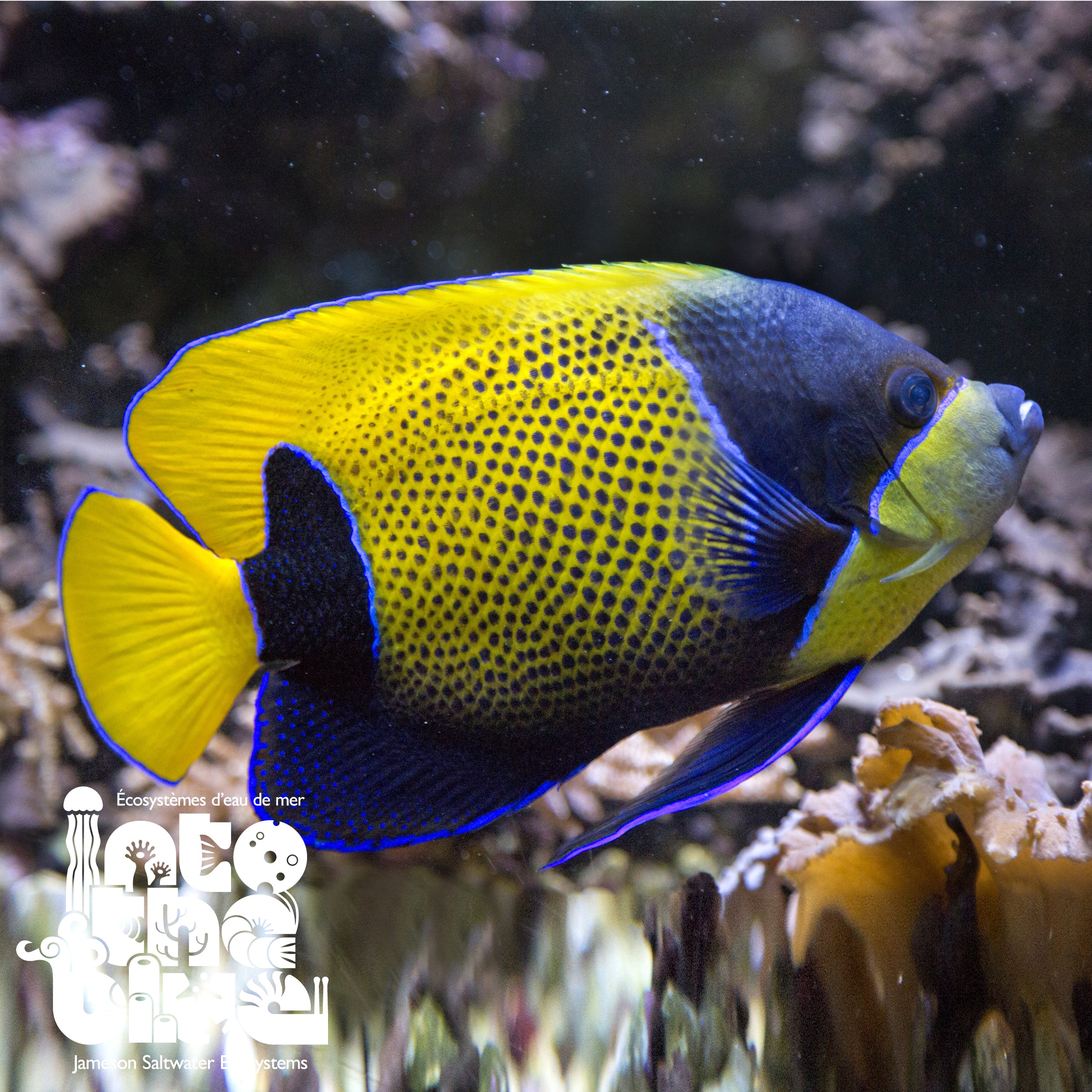 Majestic Angelfish