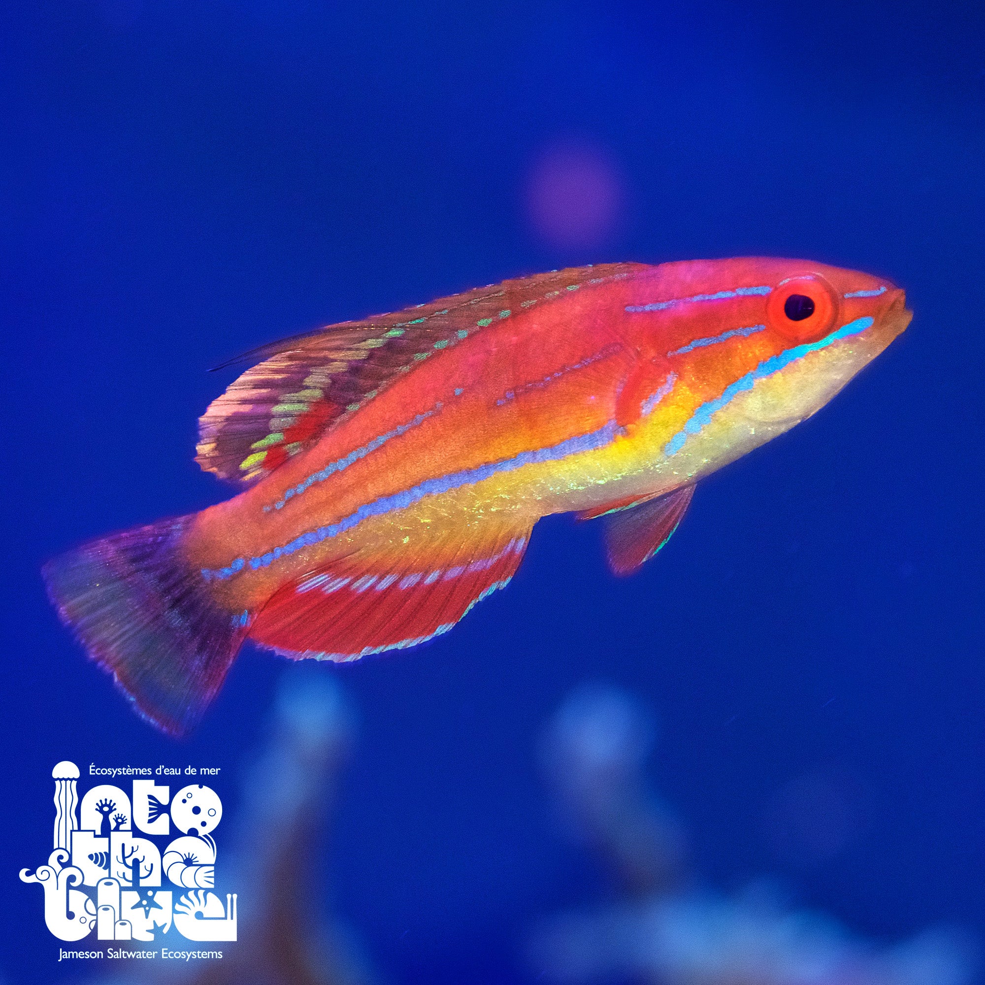 Mccosker's Flasher Wrasse