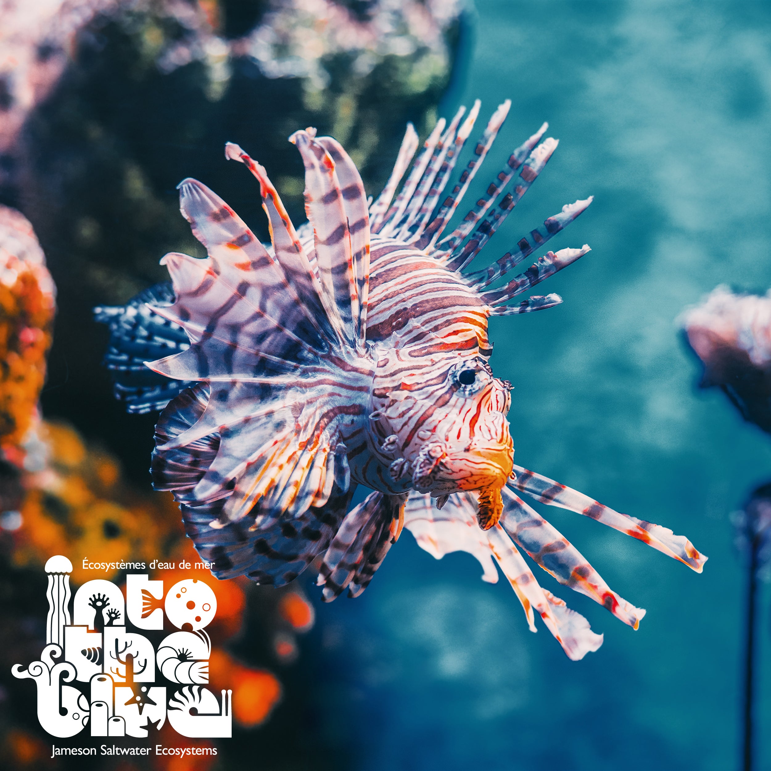 Mombasa Lionfish