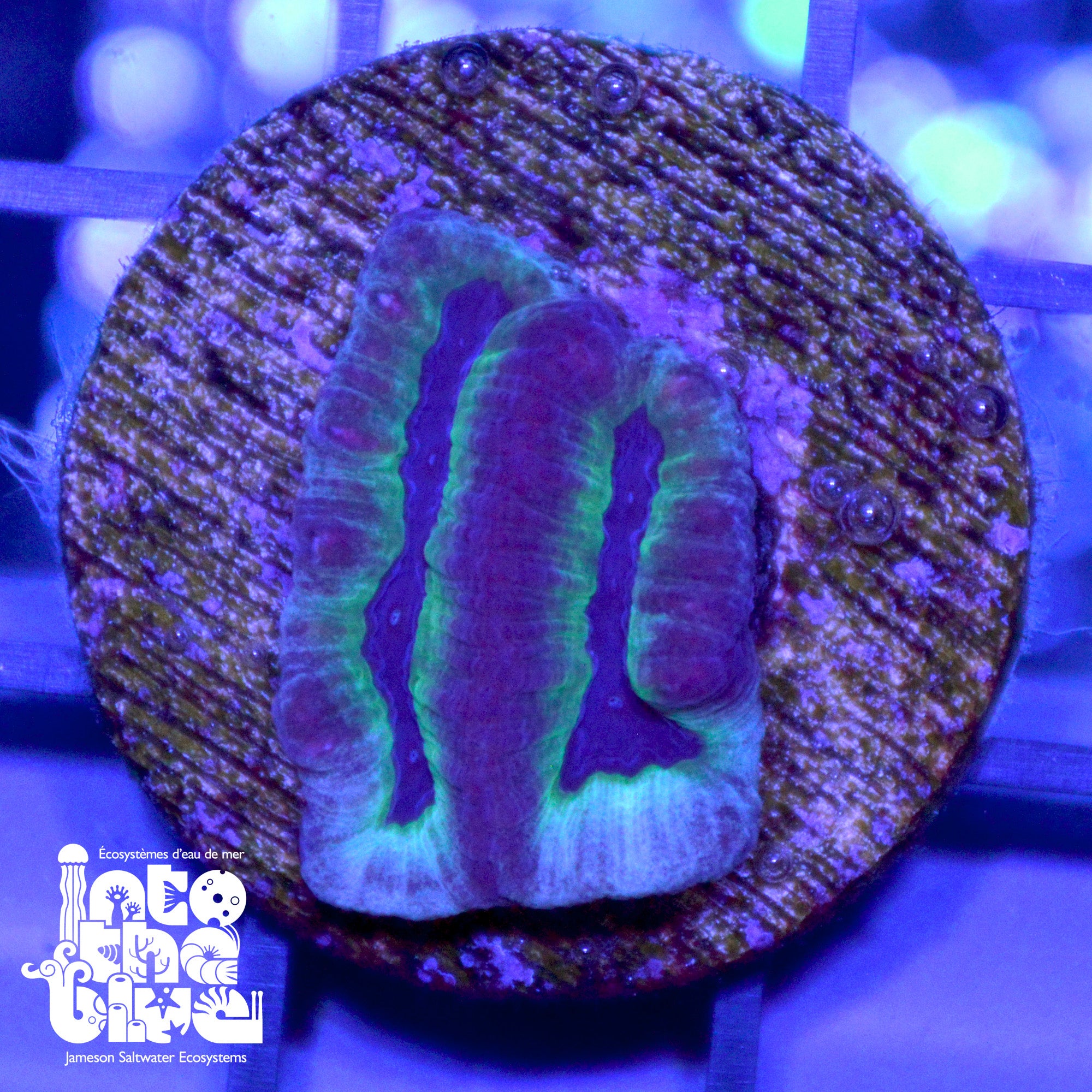 WYSIWYG - Maze Coral