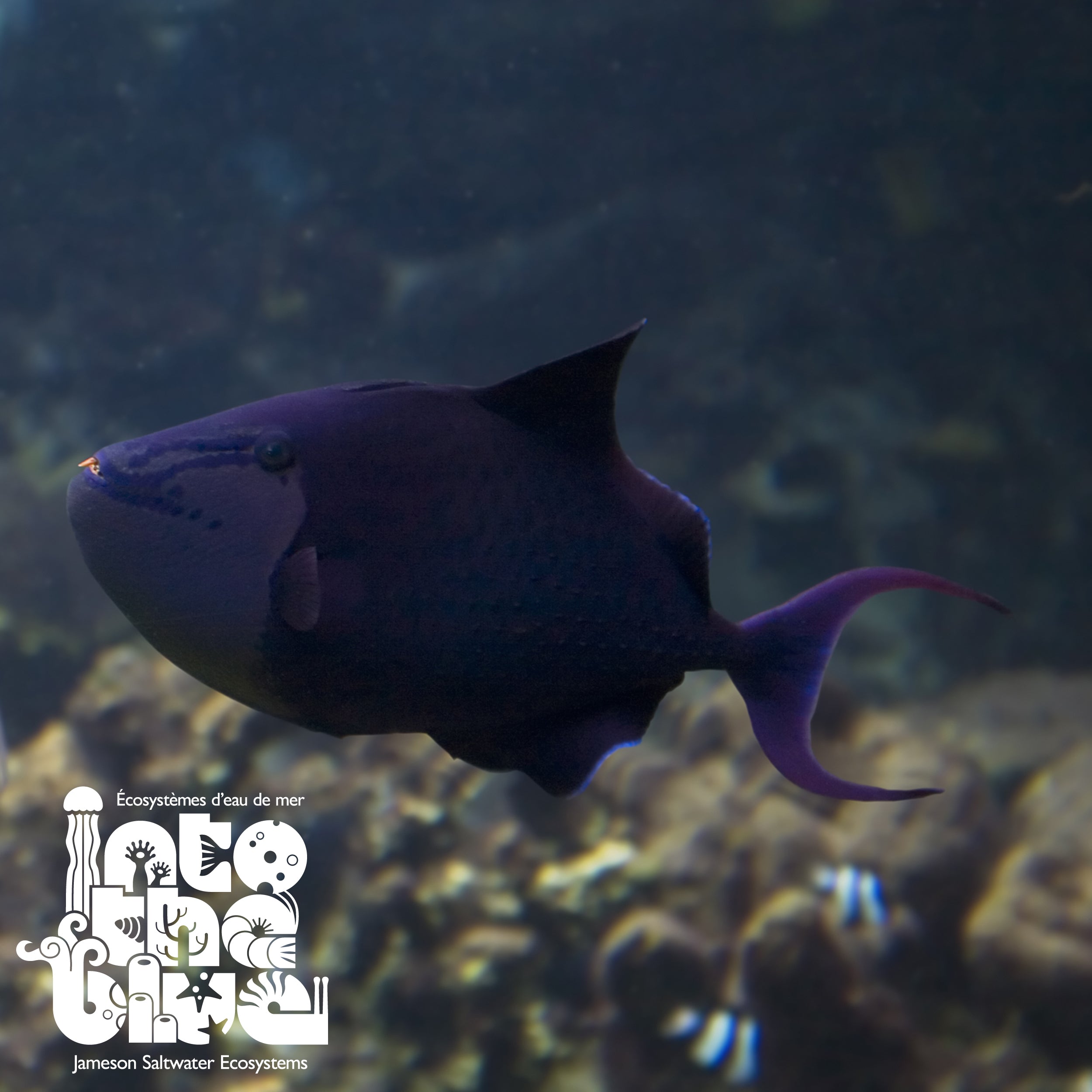 Niger Triggerfish