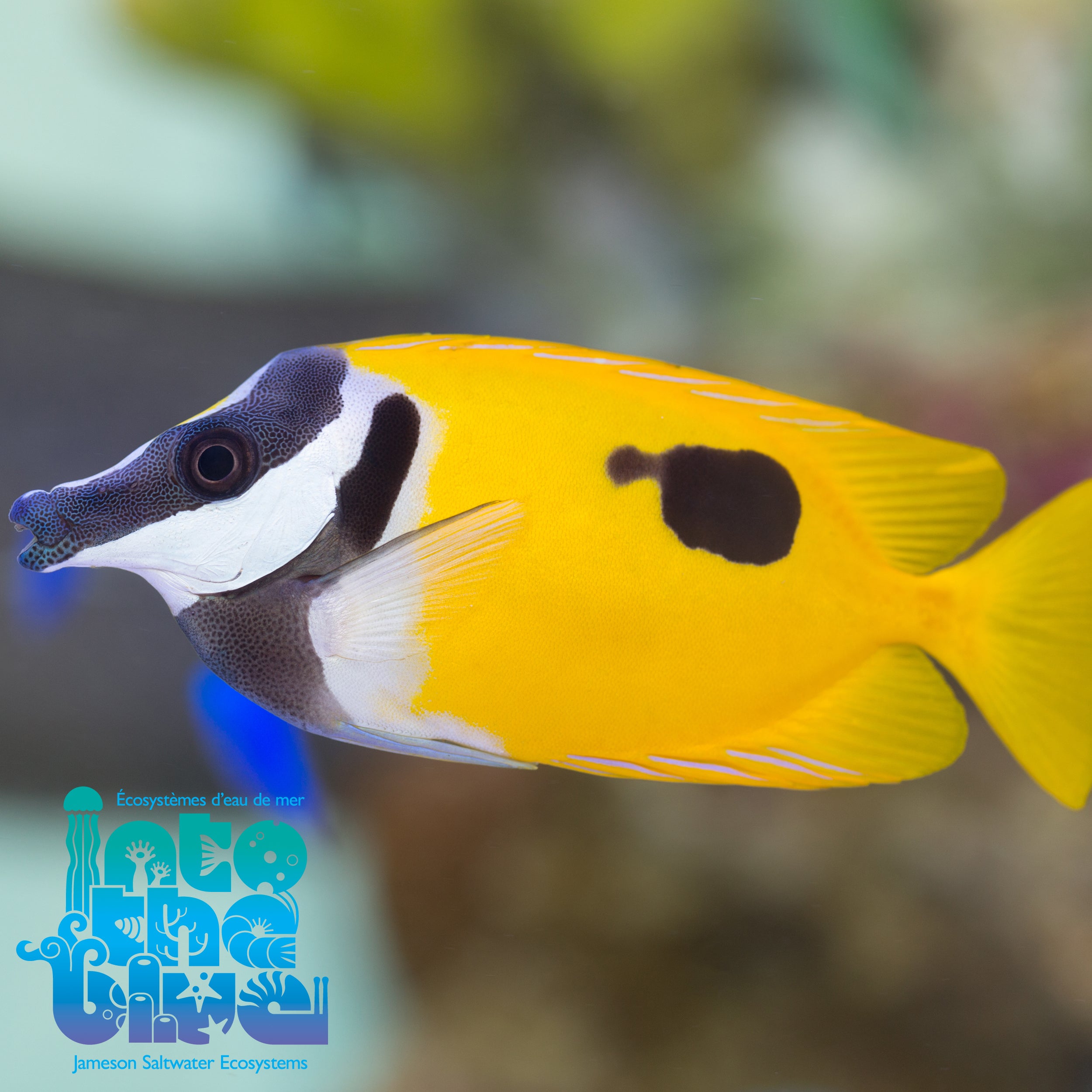 One Spot Foxface Rabbitfish