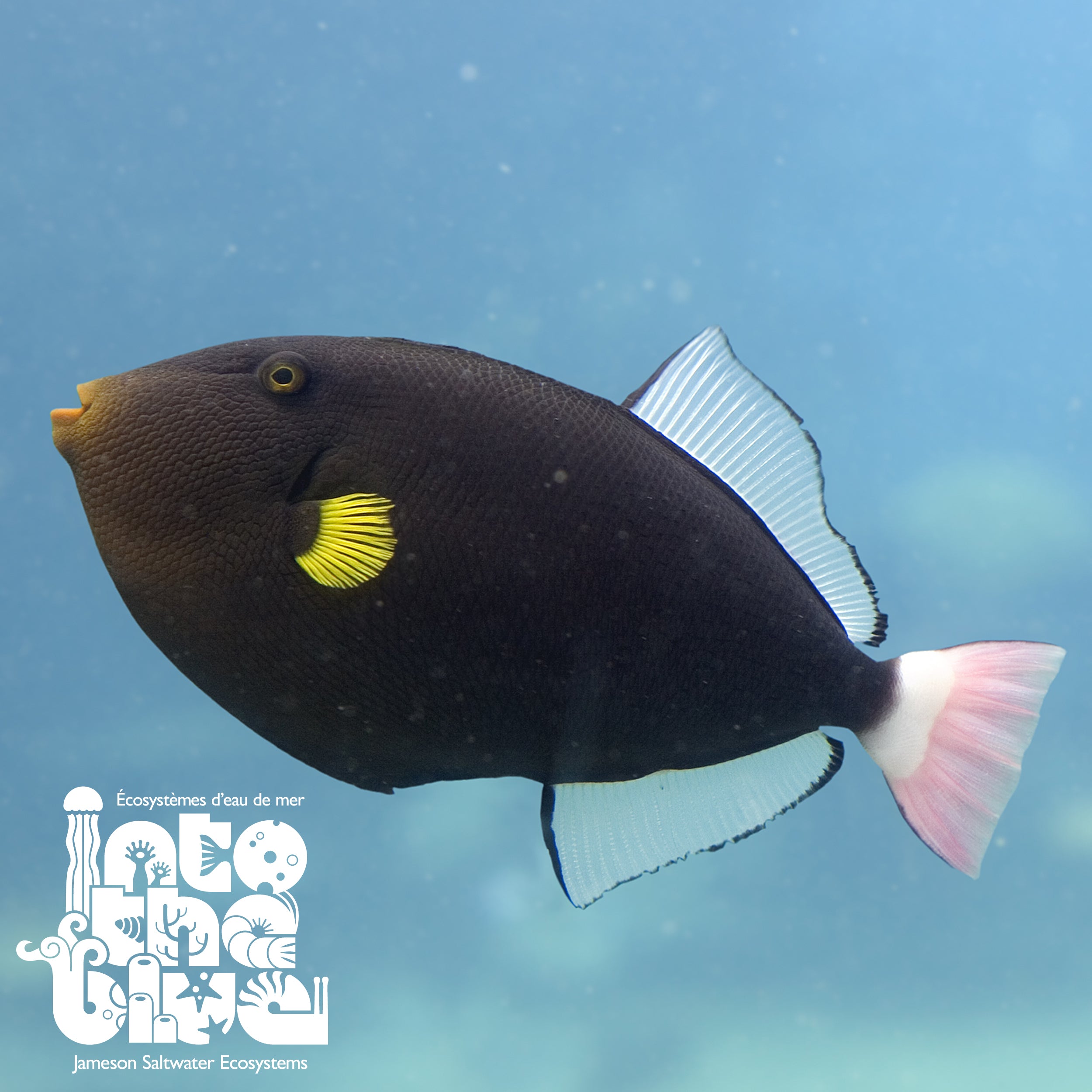 Pink Tail Triggerfish