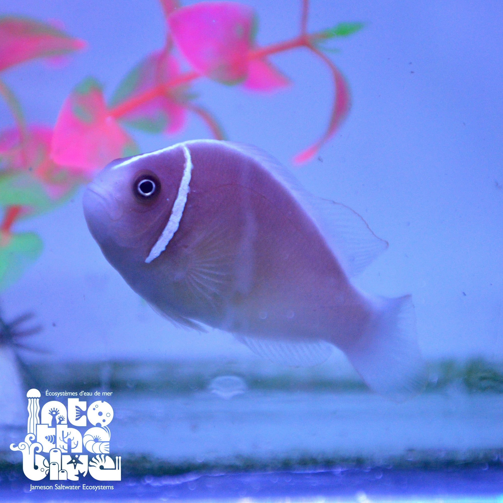 Fiji Pink Skunk Clownfish