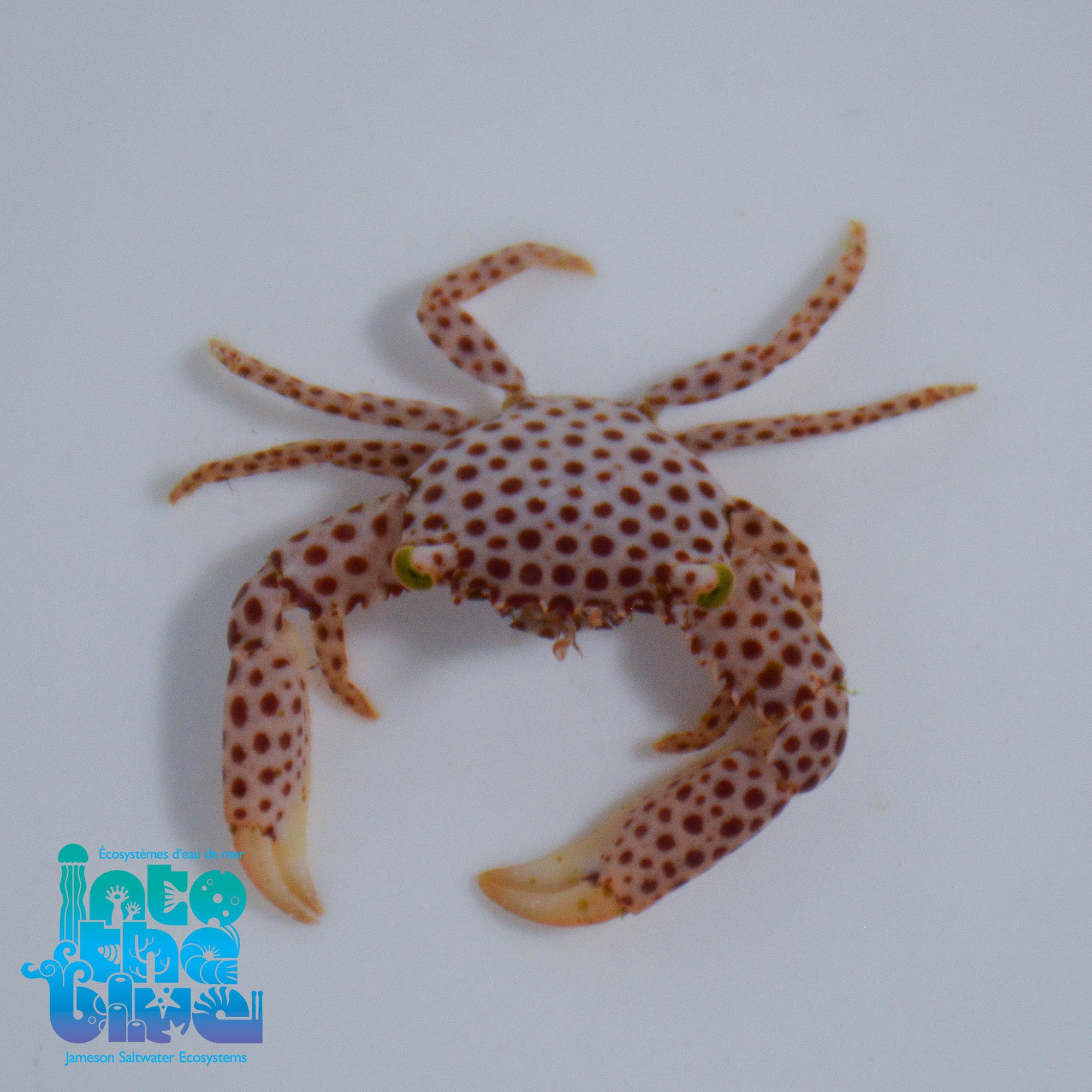 Polkadot Acro Crab