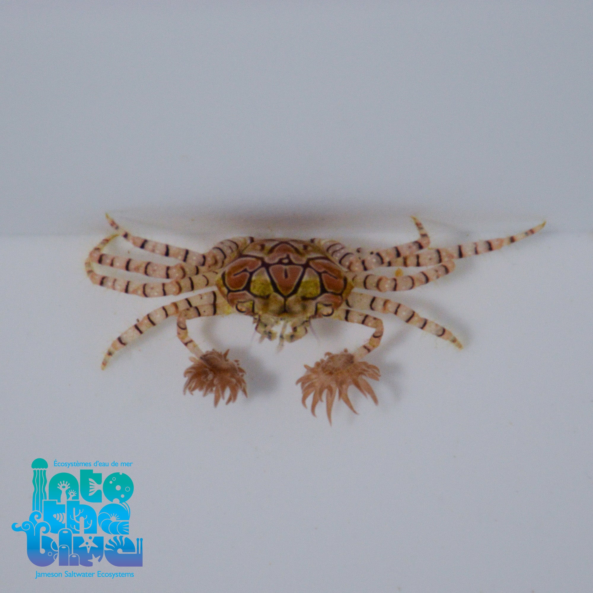 Pom Pom Crab