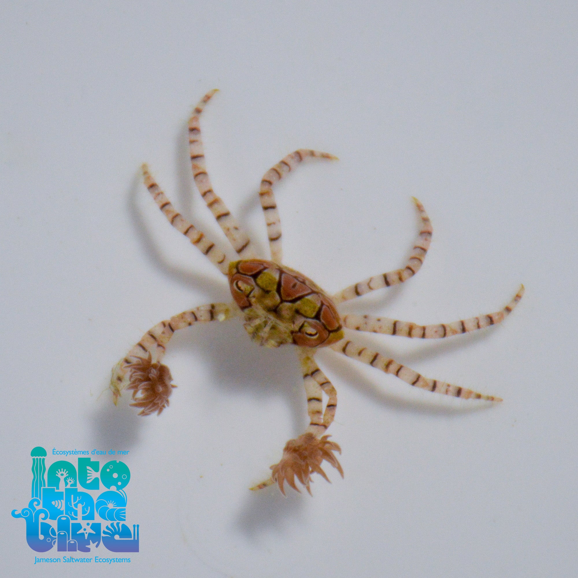 Prepare To Be Amazed: The Boxer Crab Composer Story - m1323a3